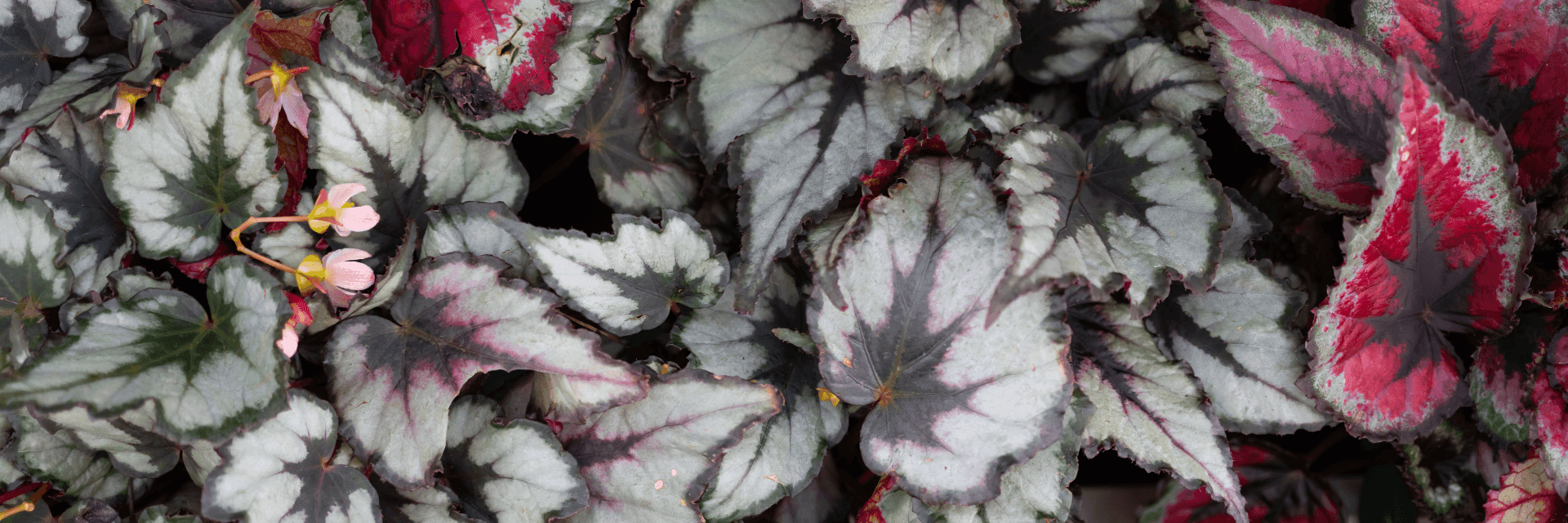 Most wanted Begonia varieties banner