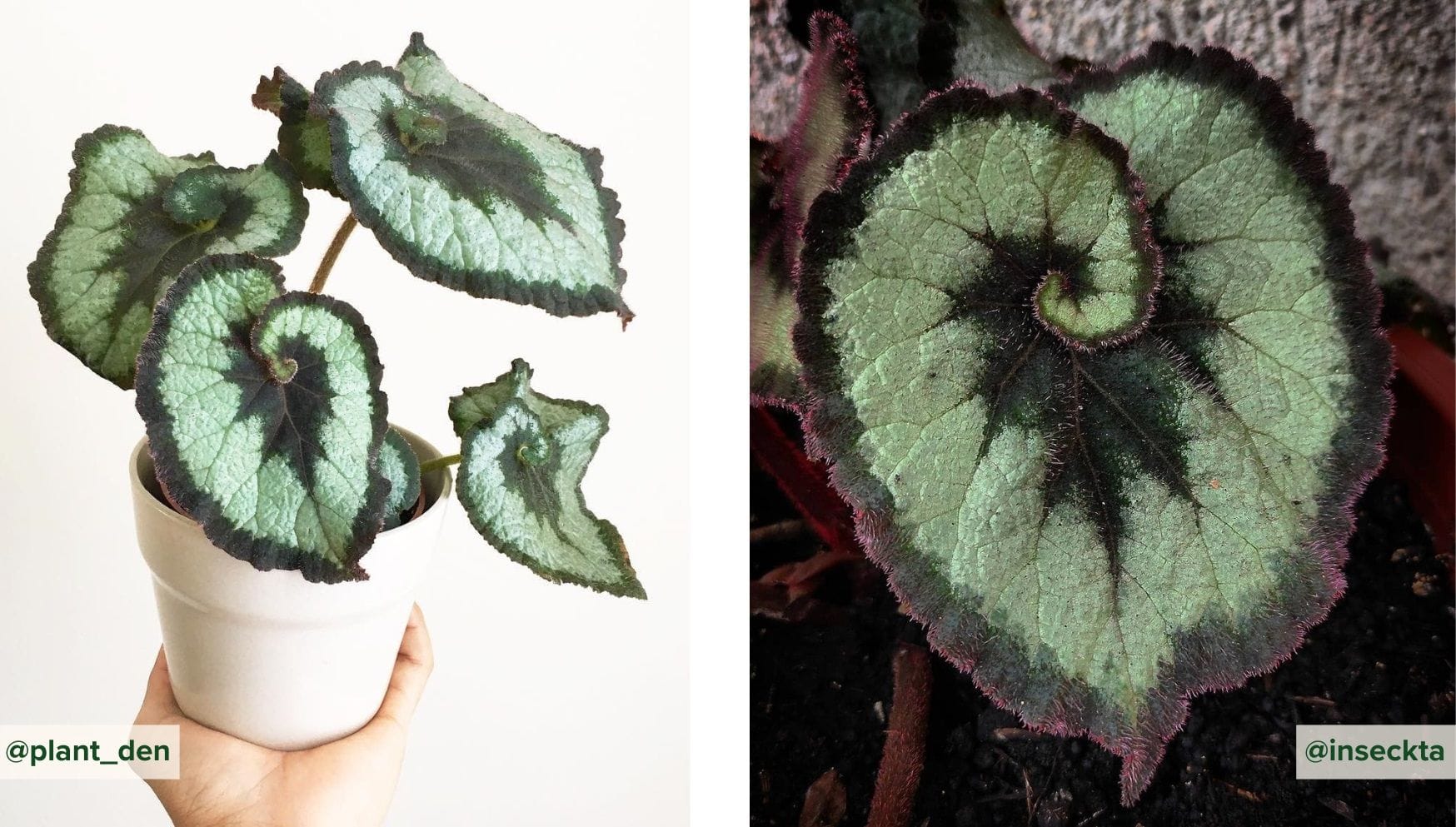 Begonia Rex Escargot.jpg