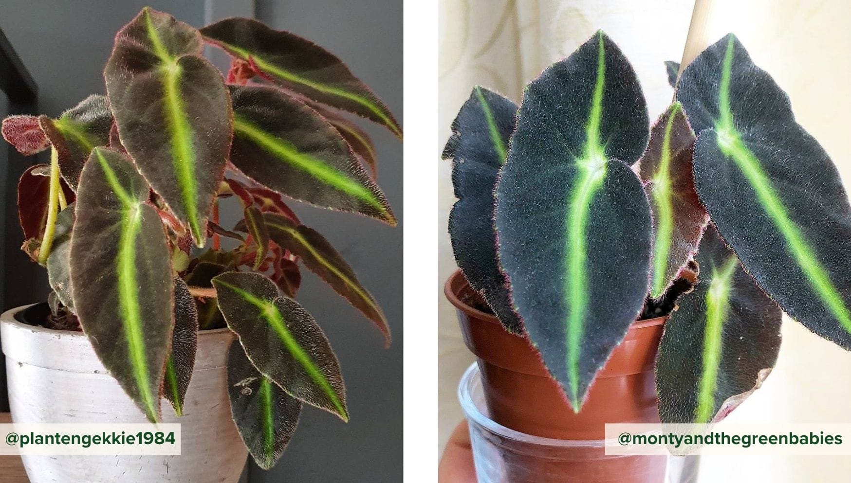 Begonia Rex Listada.jpg