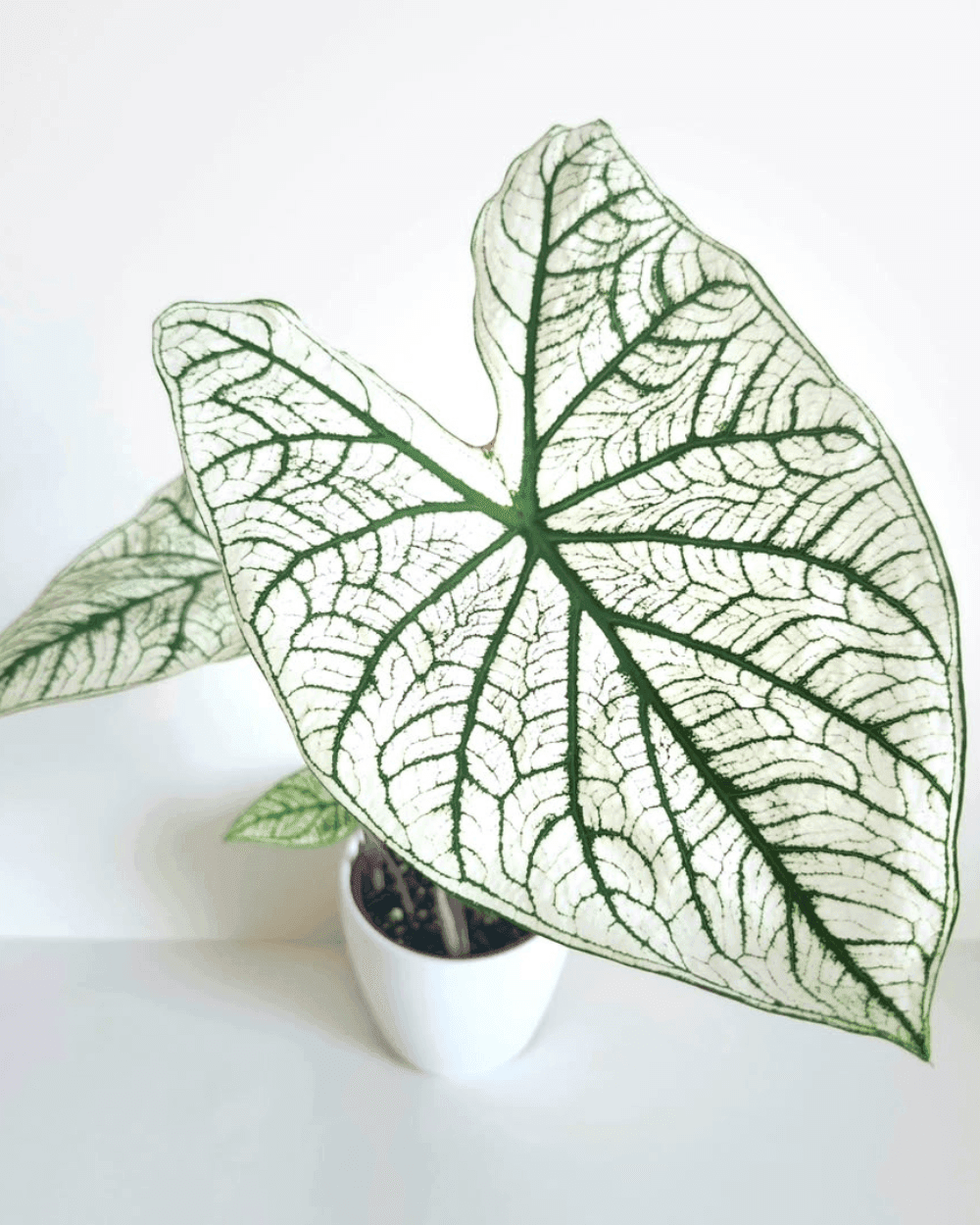 Caladium Candidum