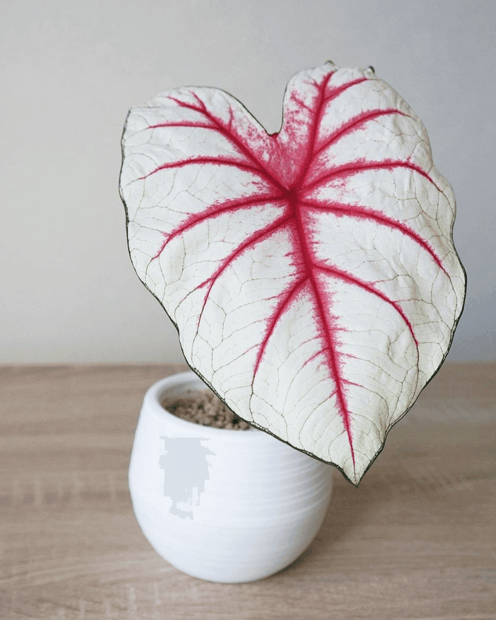 Caladium Fiesta
