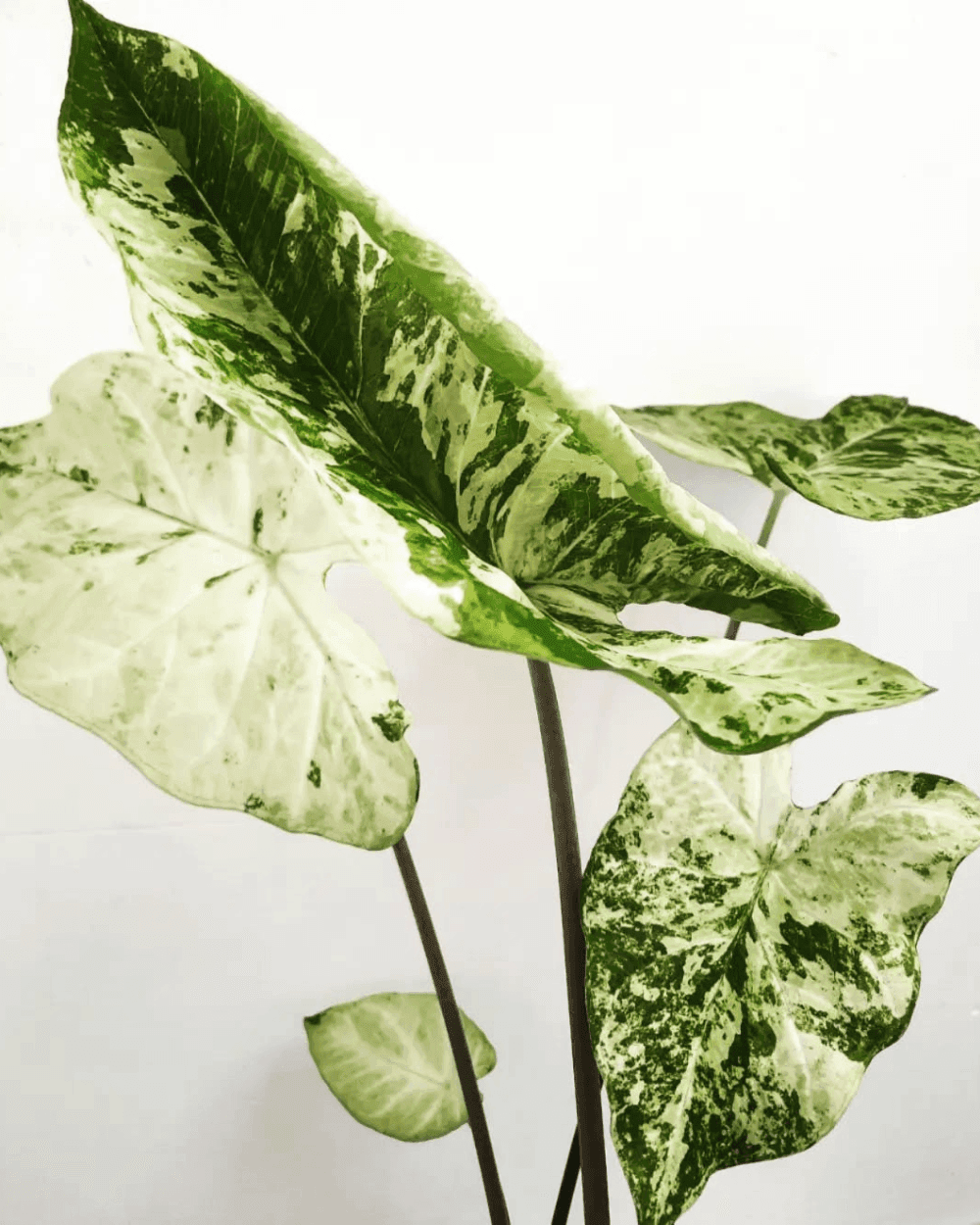 Caladium Frog in Blender leaves