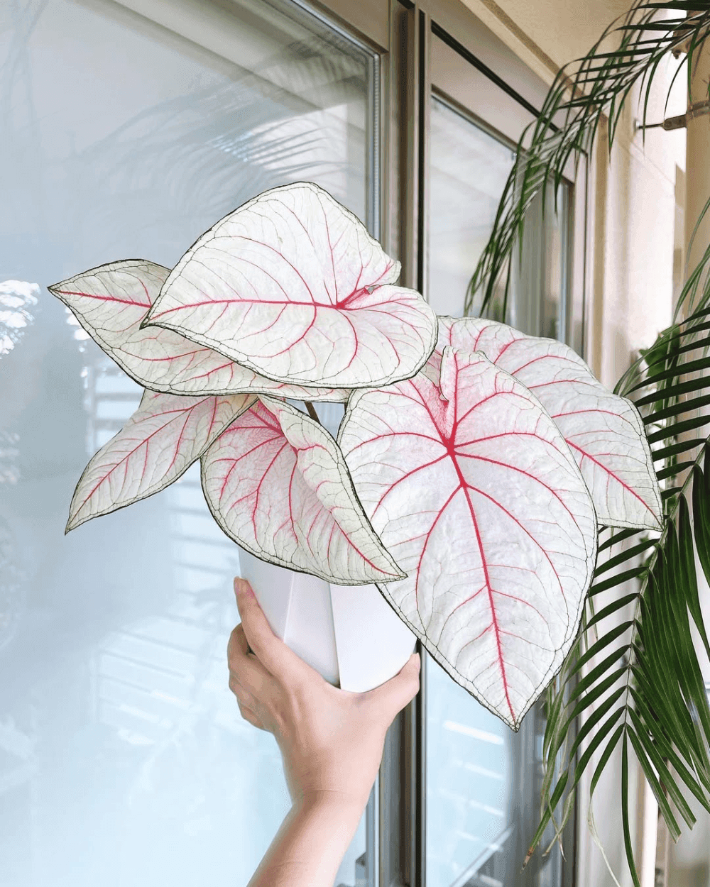 Caladium White Queen leaves
