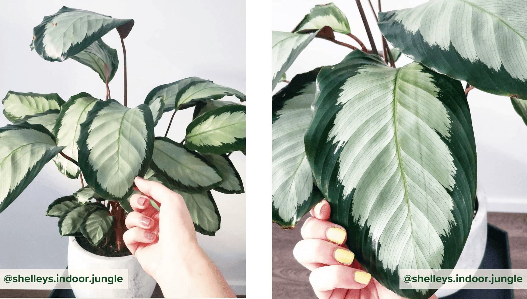 Calathea Argentea.png
