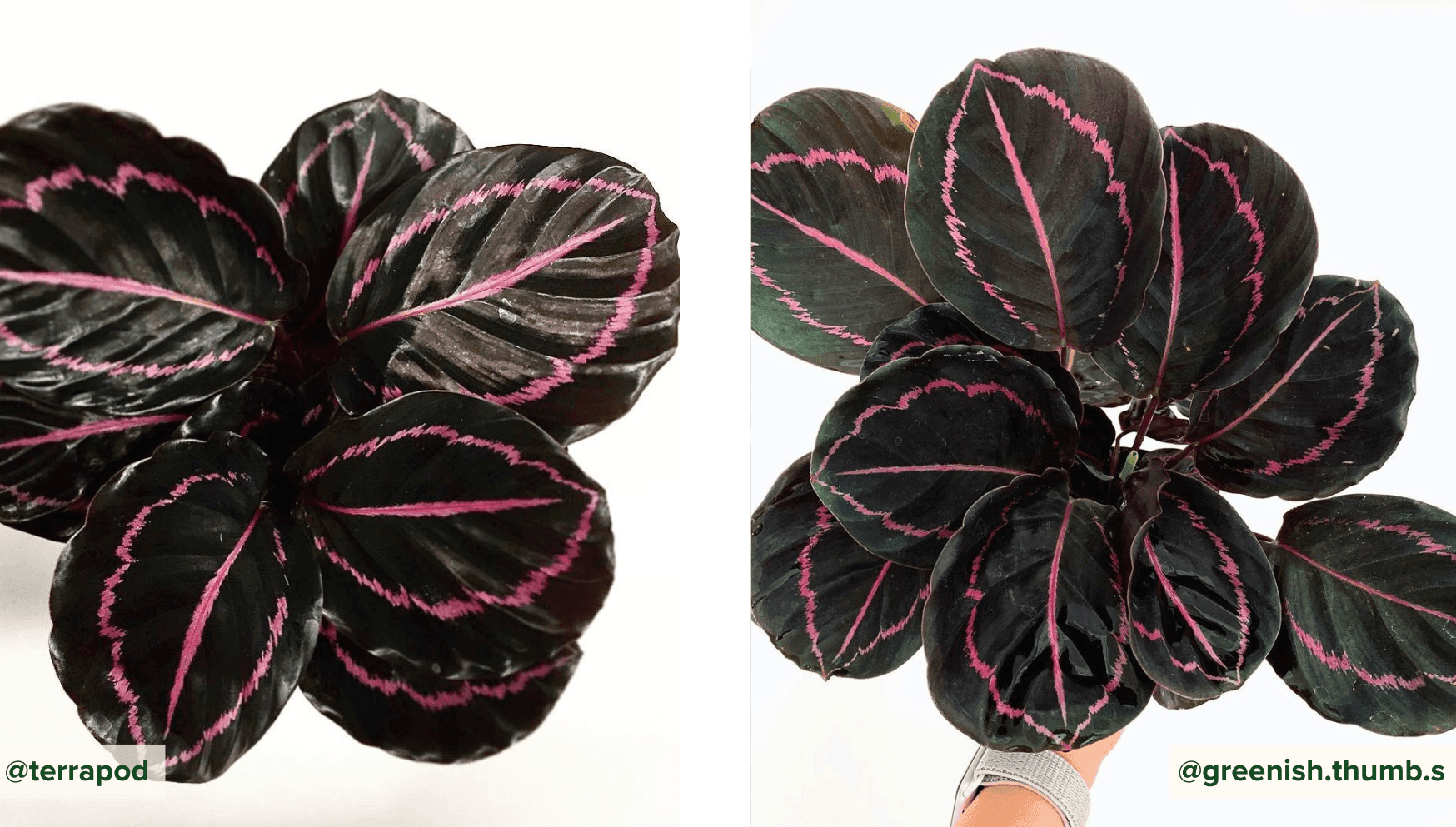 Calathea Roseopicta Dottie.png