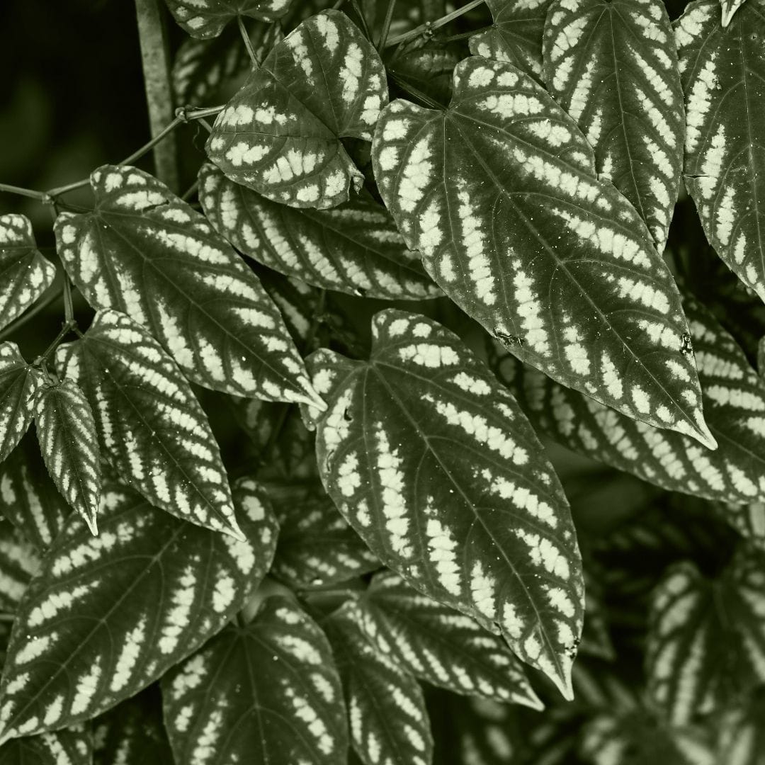 Cissus