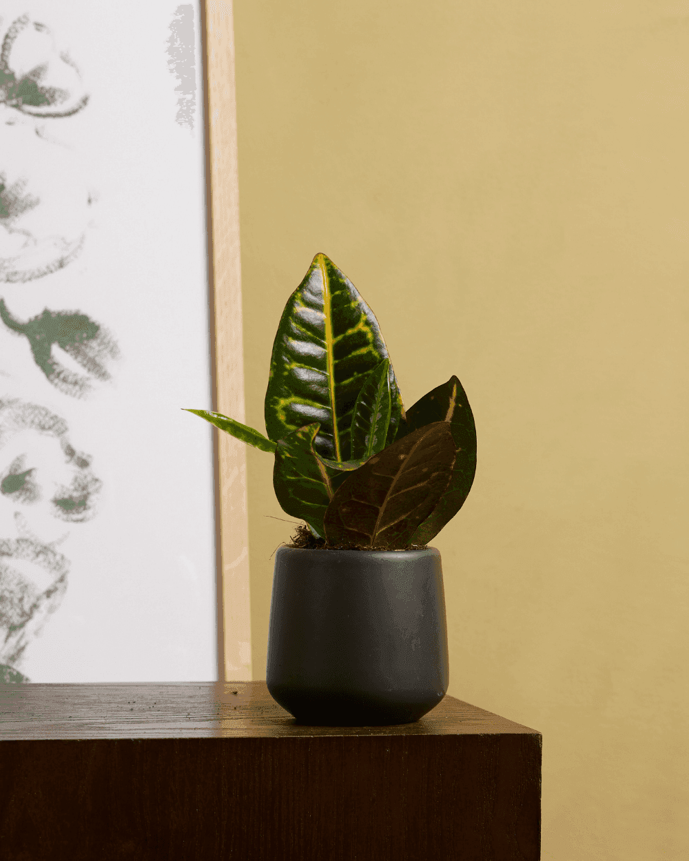 Codiaeum