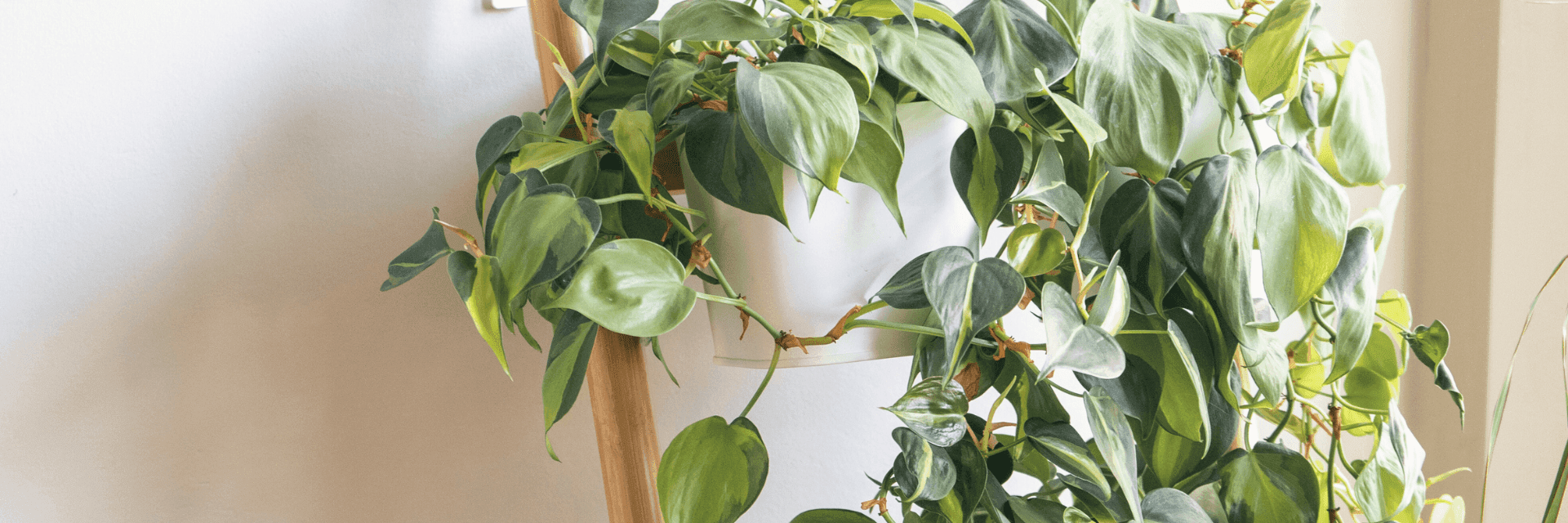 Hanging plant propagation banner