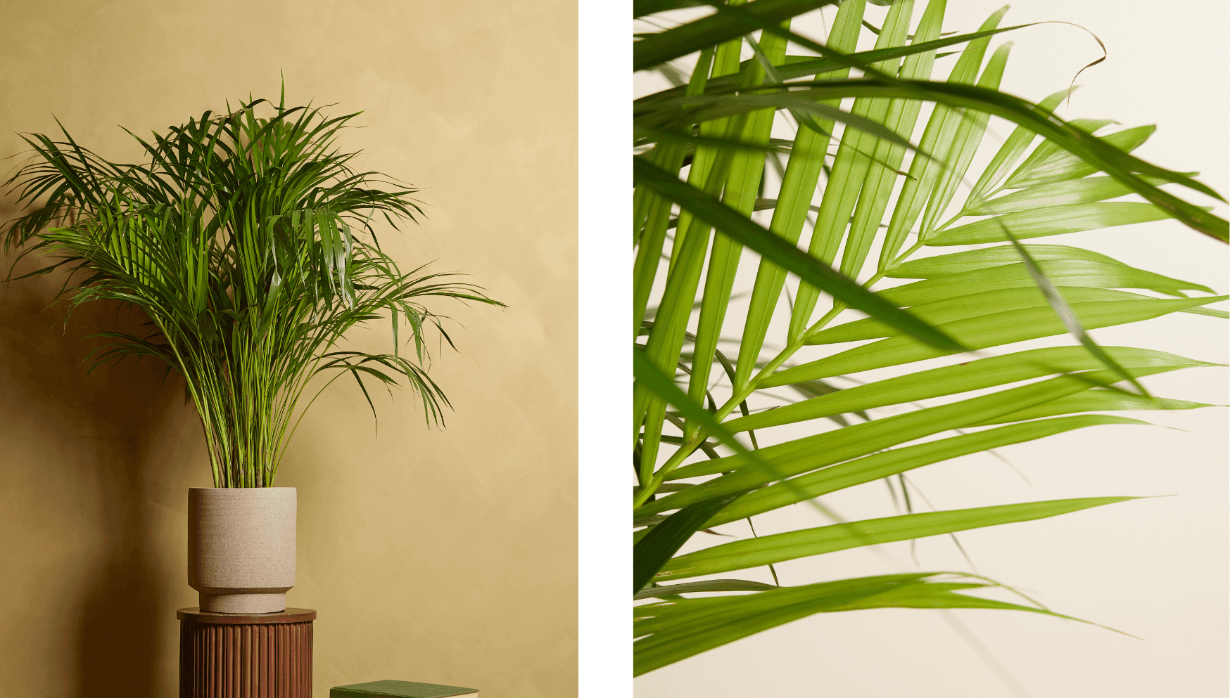 Lutescens - Dypsis.png