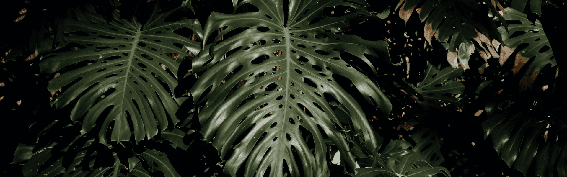 Monstera plant banner