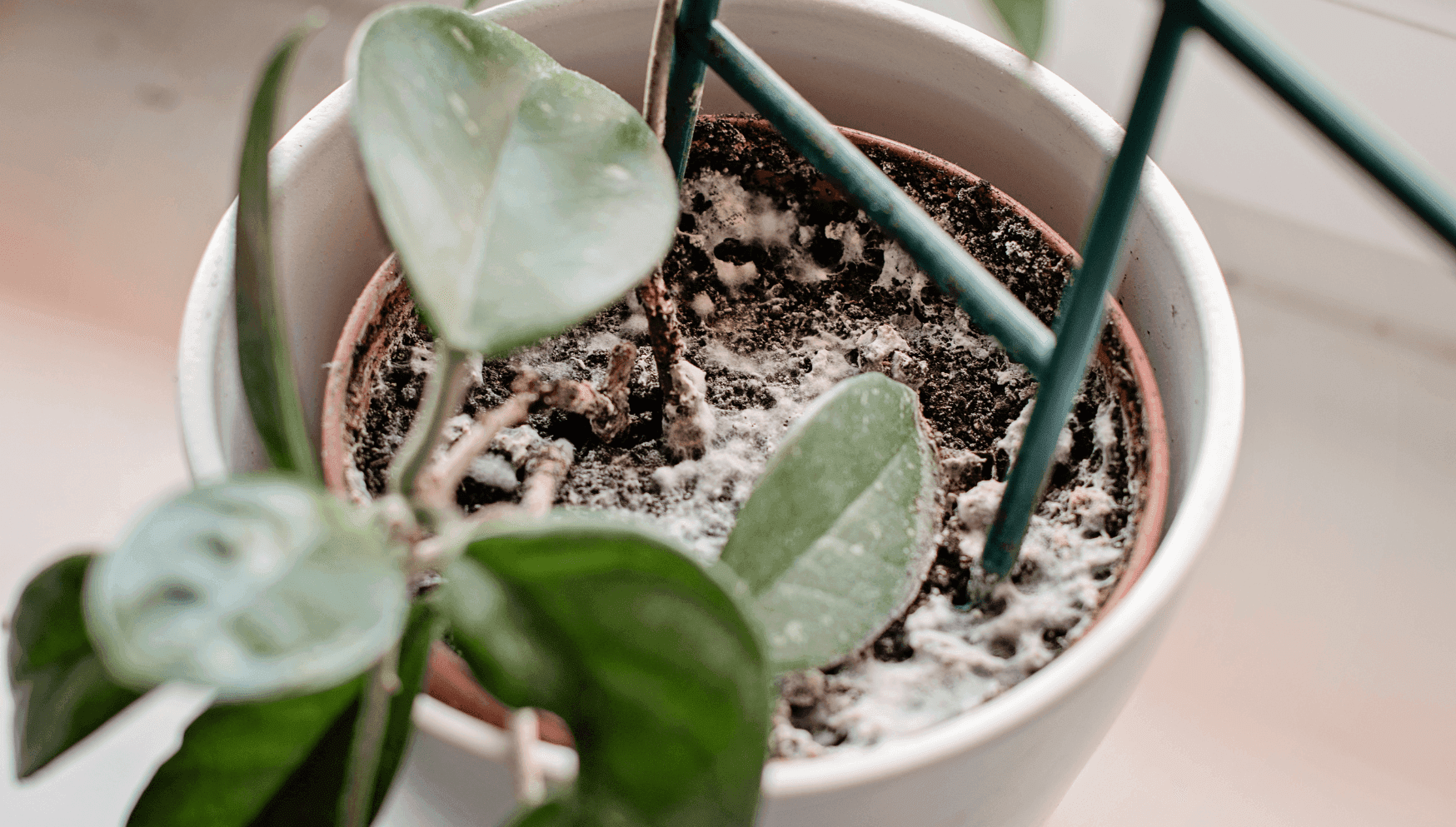 Mould on potting soil