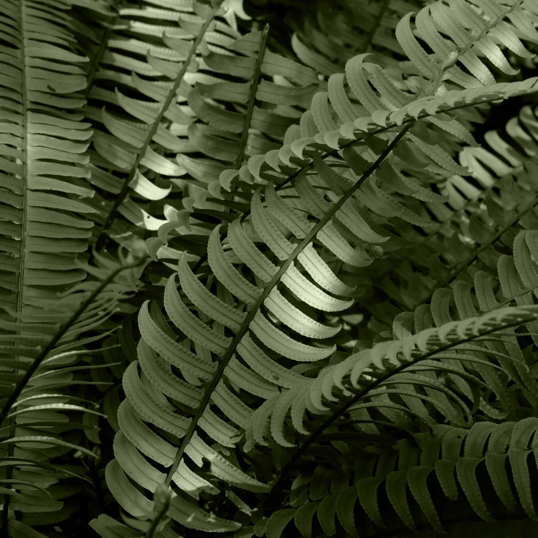 Nephrolepis