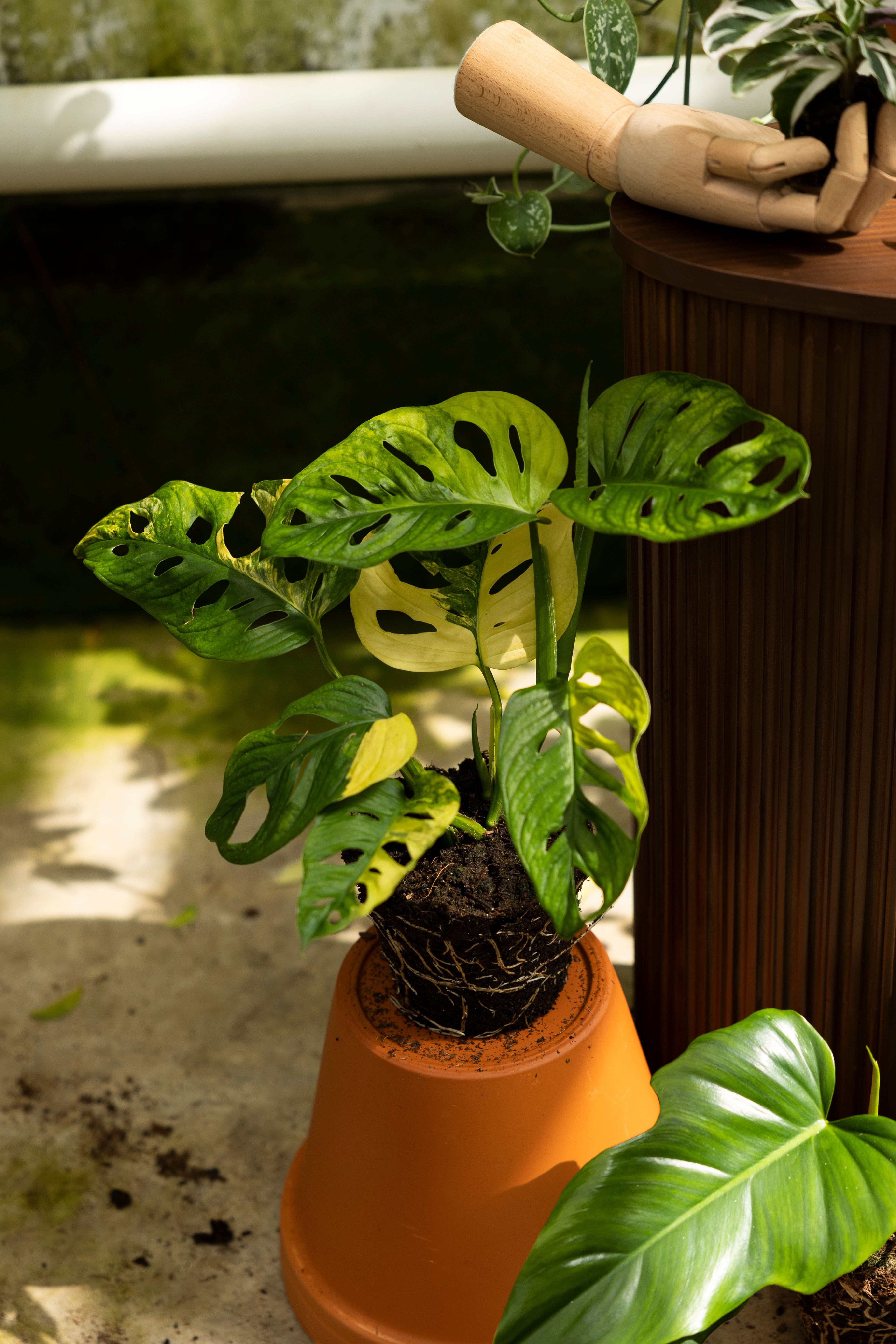 Nieuwe planten sfeer08