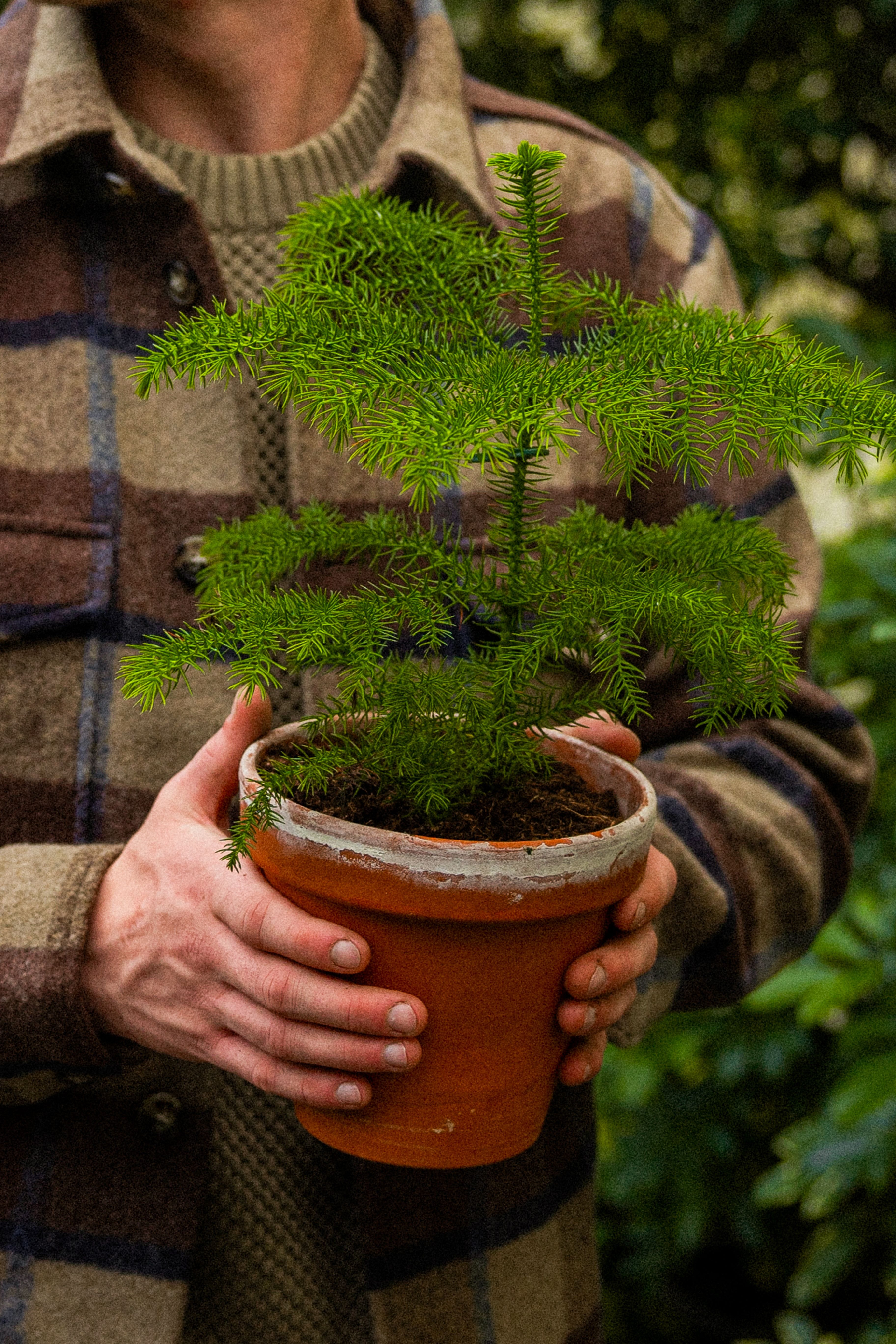 NorfolkPine_07