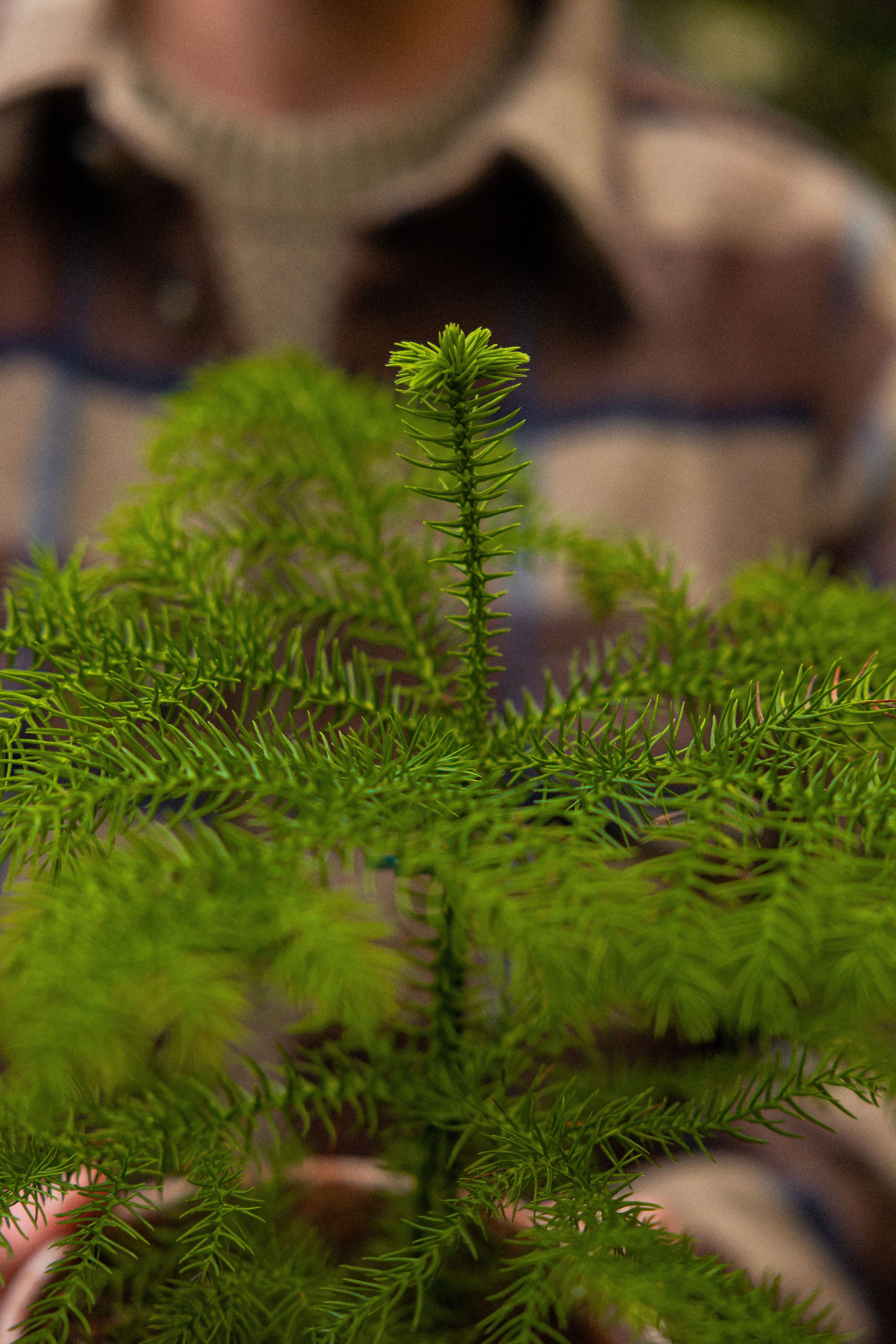 NorfolkPine_09