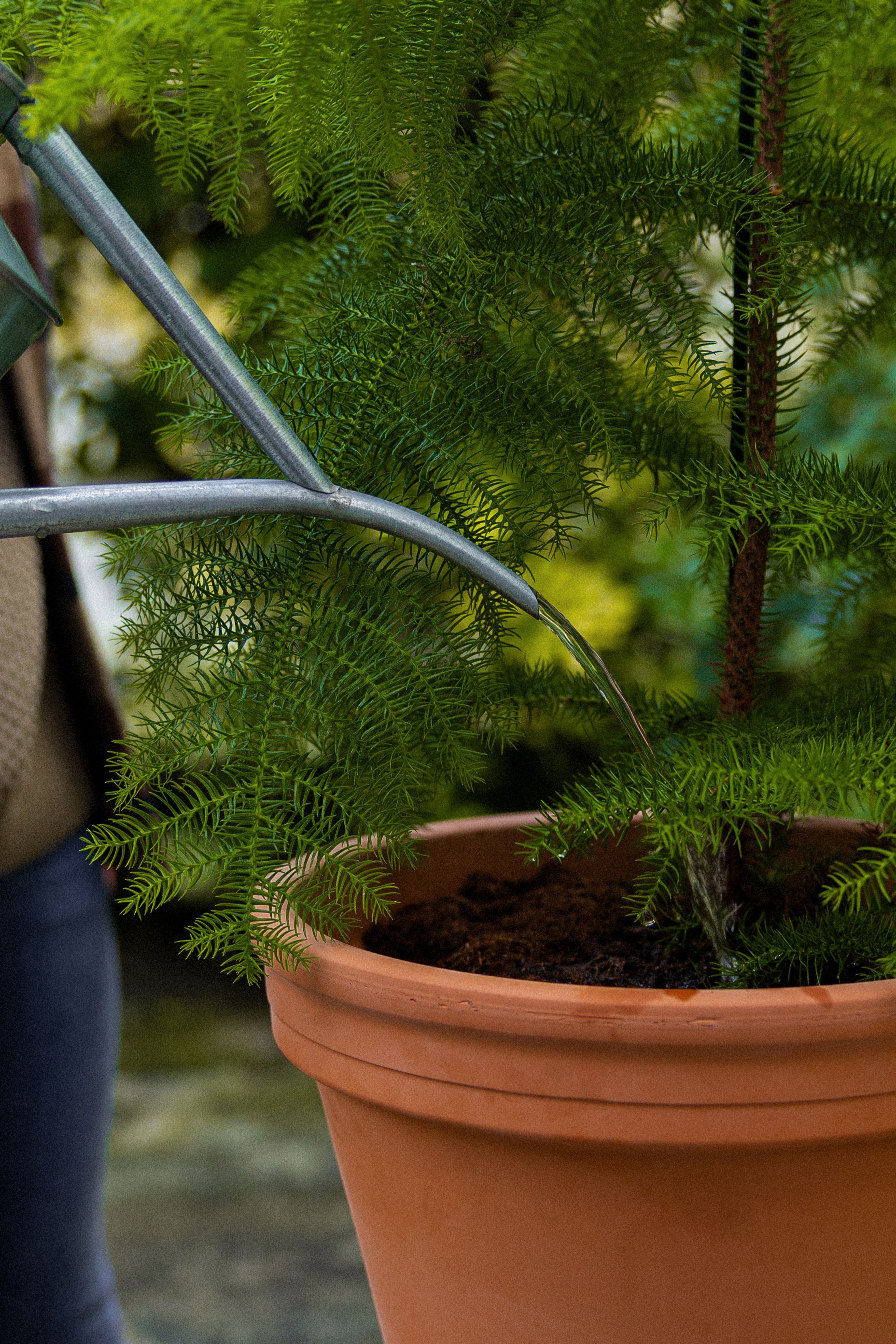 NorfolkPine_16
