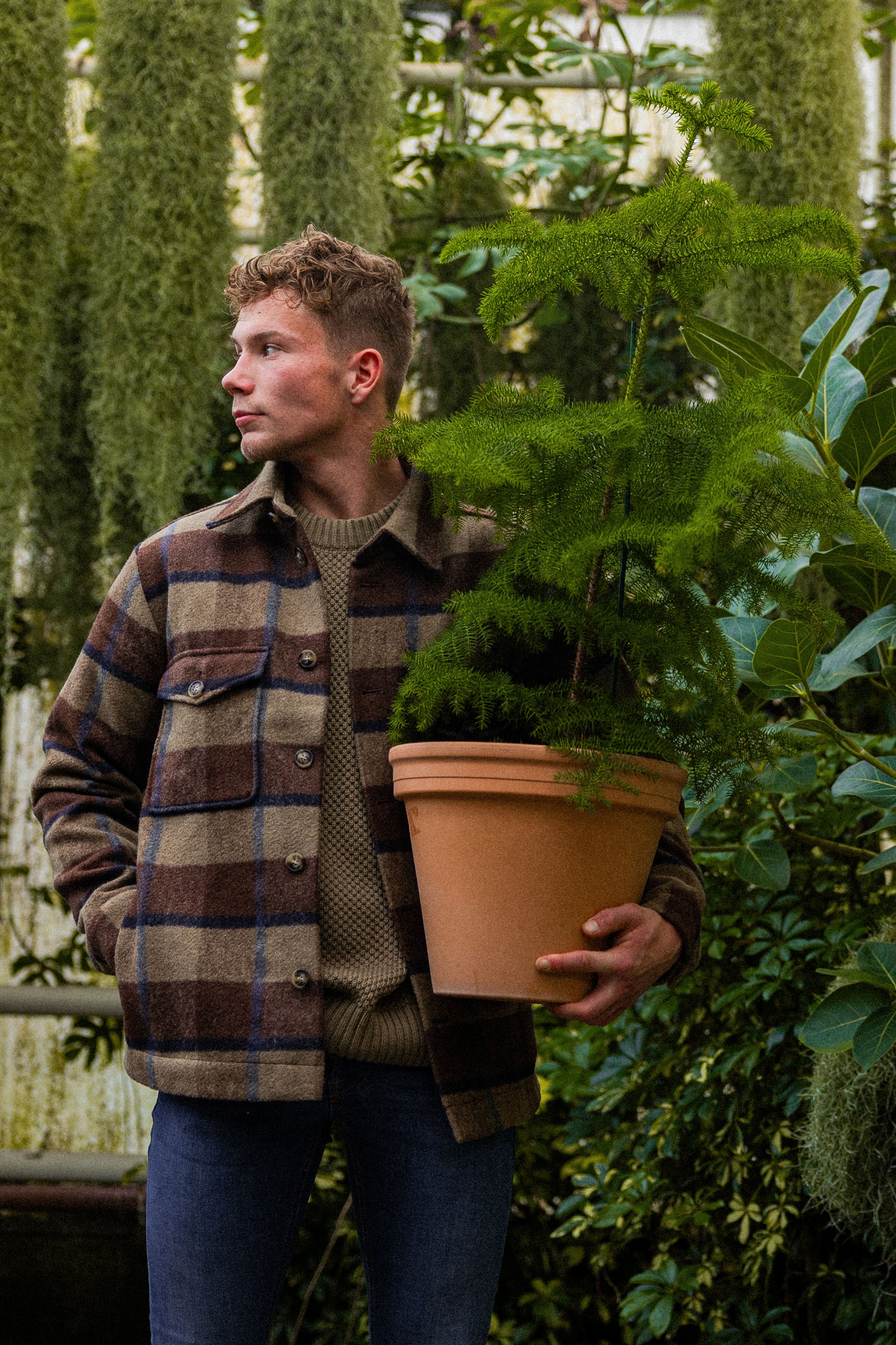NorfolkPine_Main(staand)