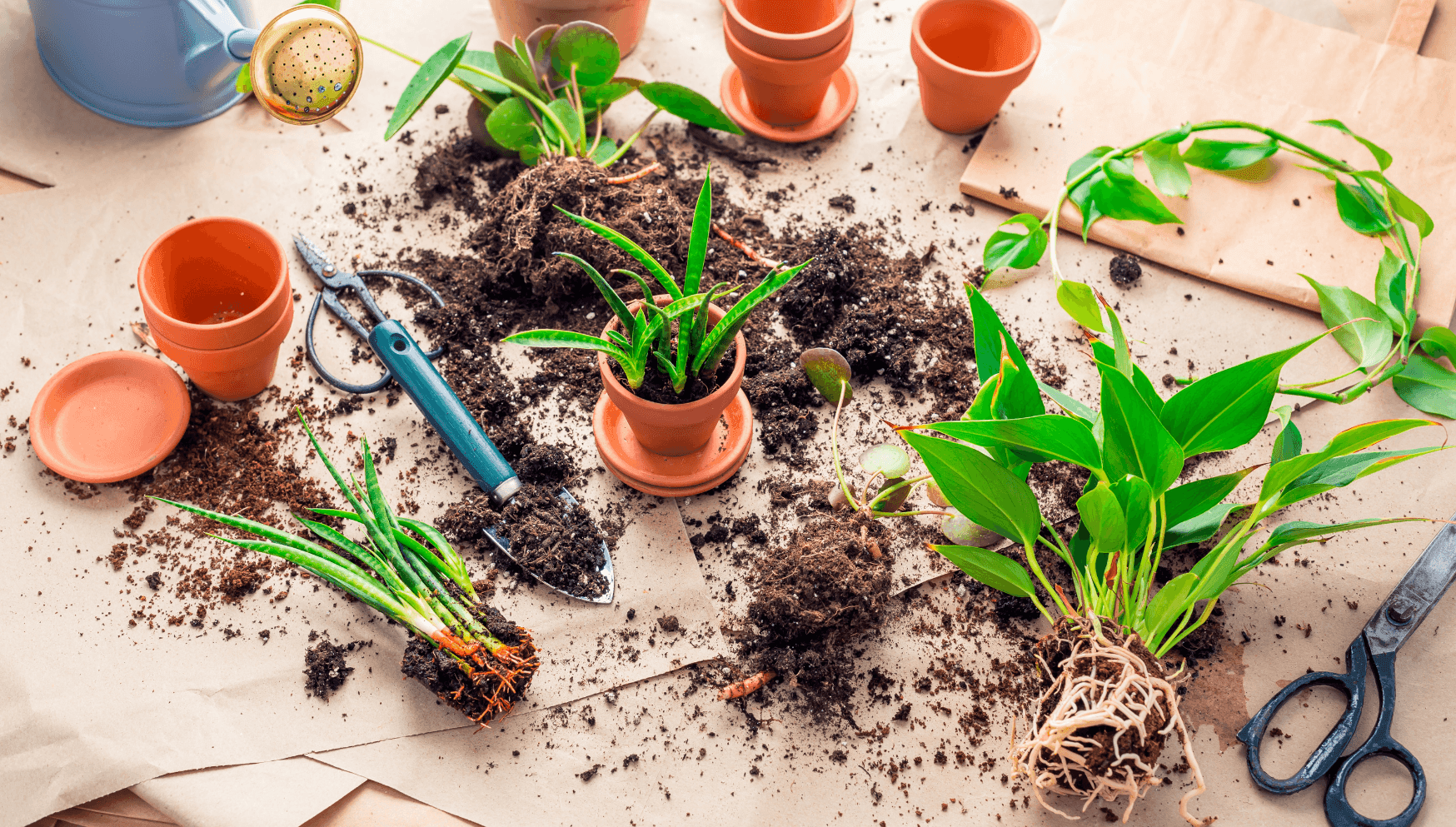 Rhizomes