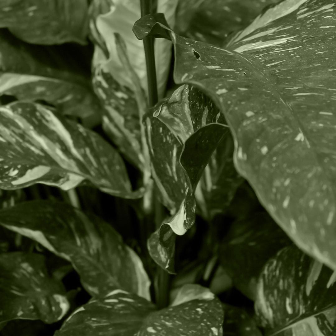 Spathiphyllum