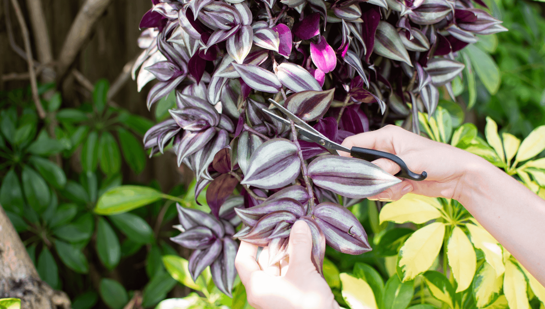 Tradescantia cutting