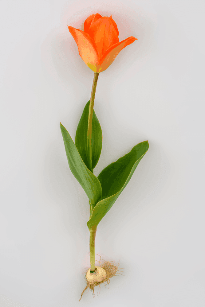Tulp bulb