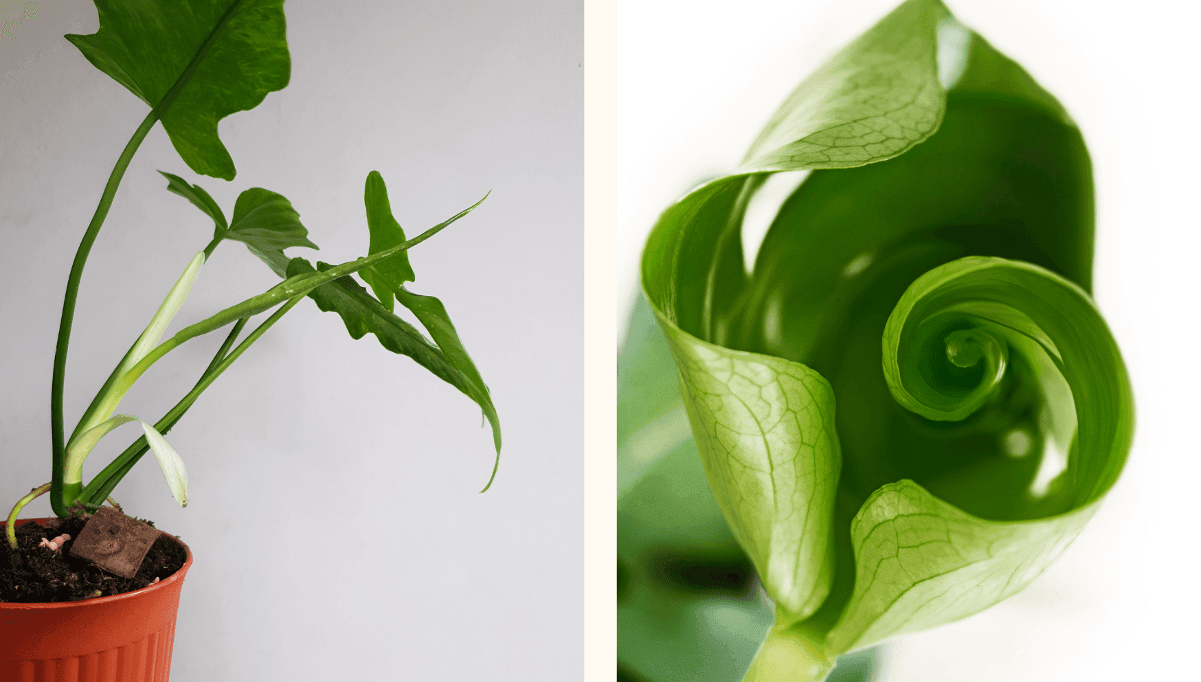 Unfurling leaves 1