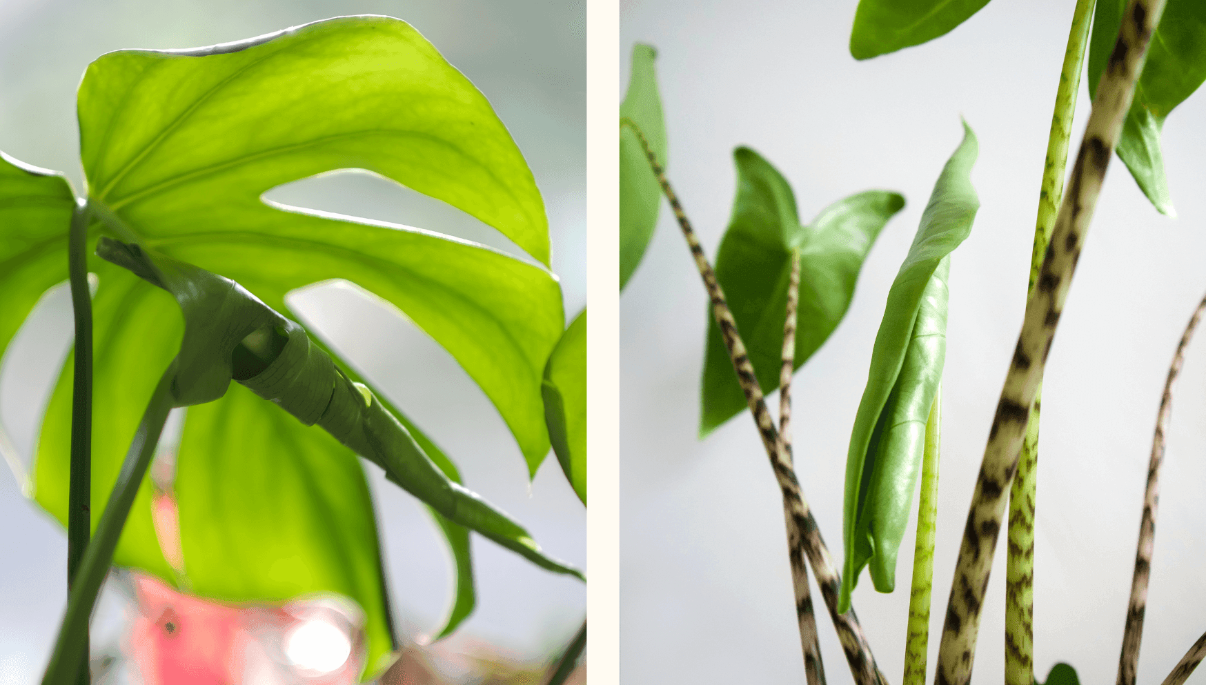 Unfurling leaves 2