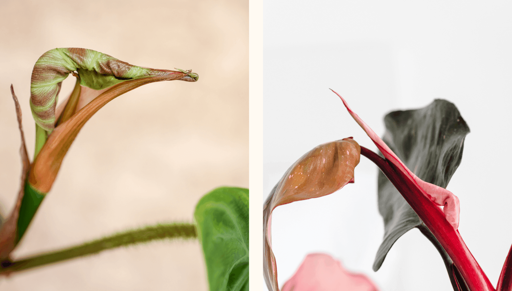Unfurling leaves 3