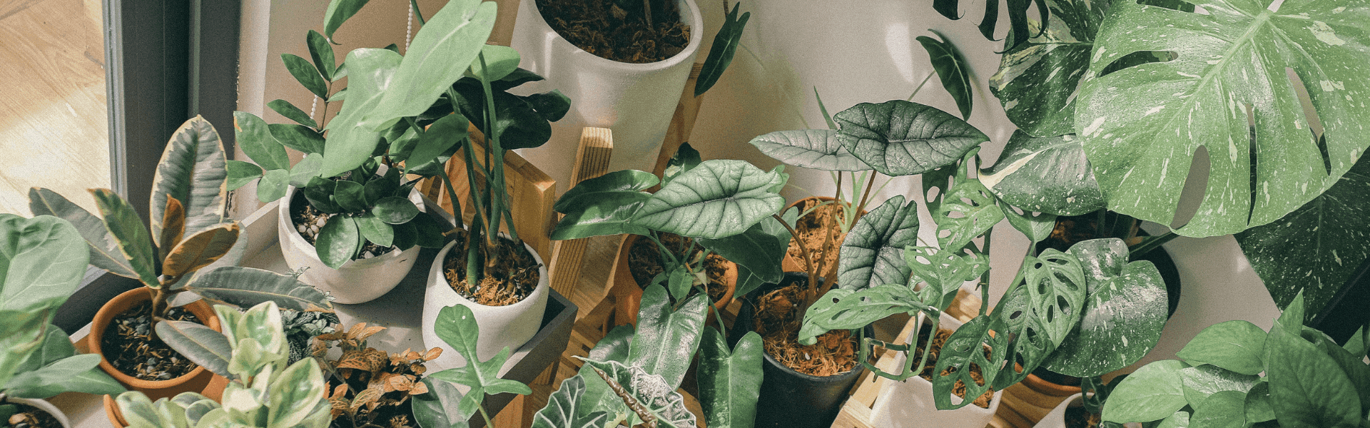 Indoor houseplants