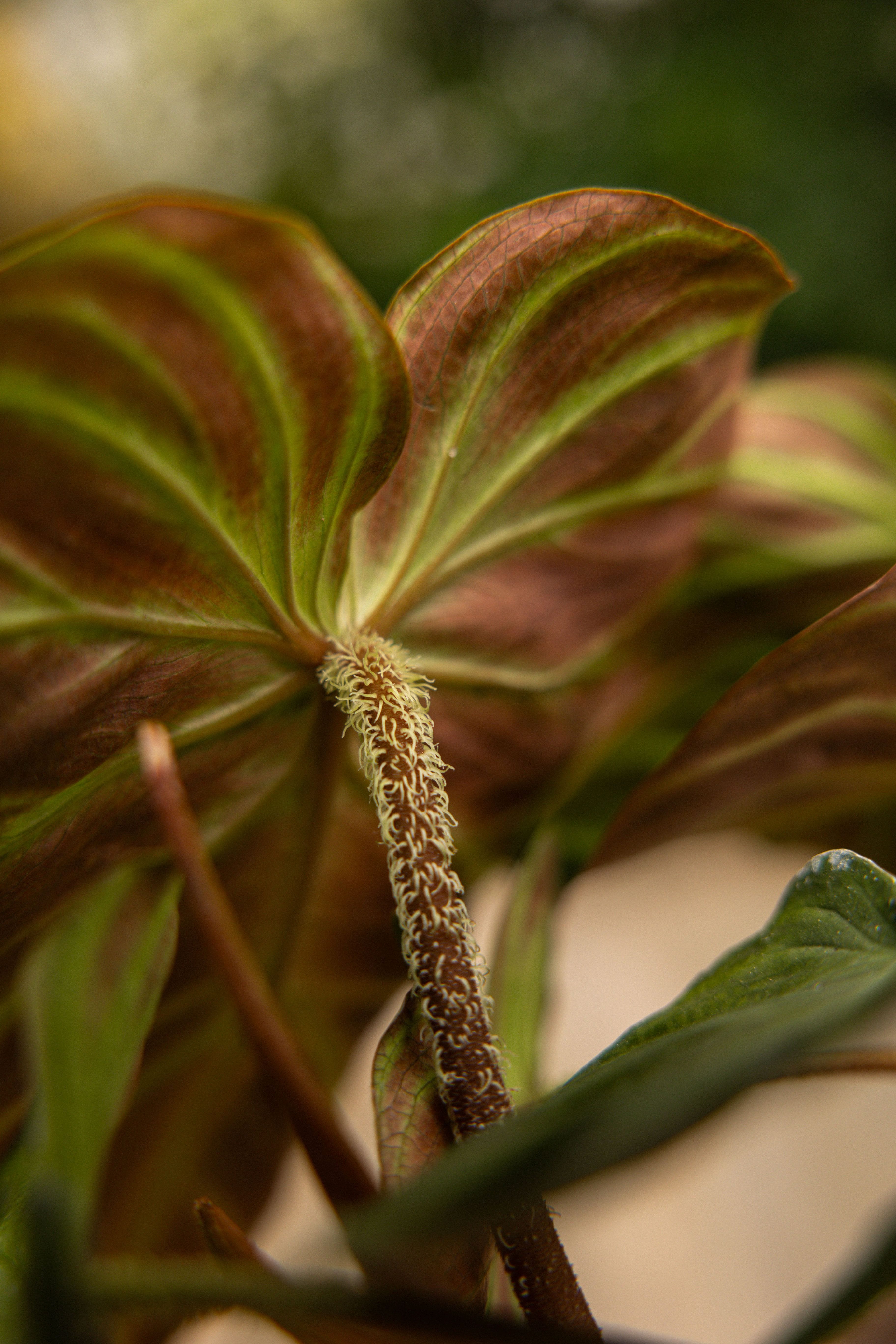 Verrucosum-34