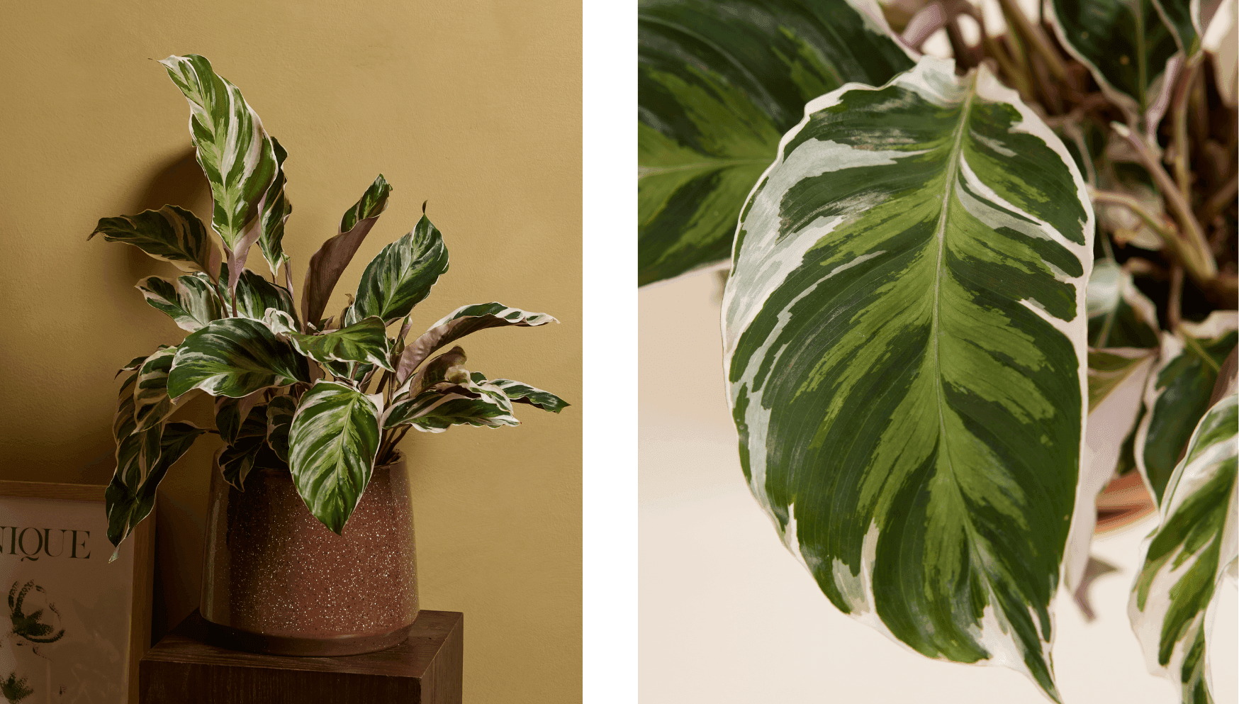 White Fusion - Calathea.png