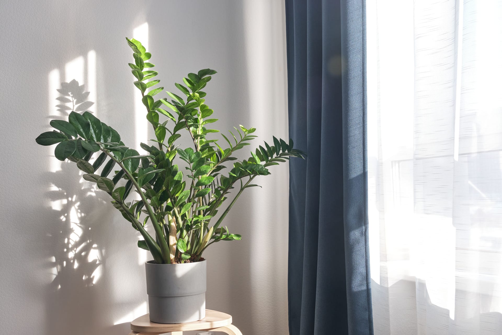 Zamioculcas ZZ plant