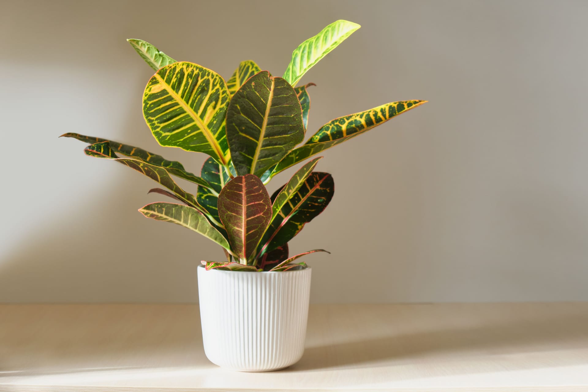 Codiaeum plant