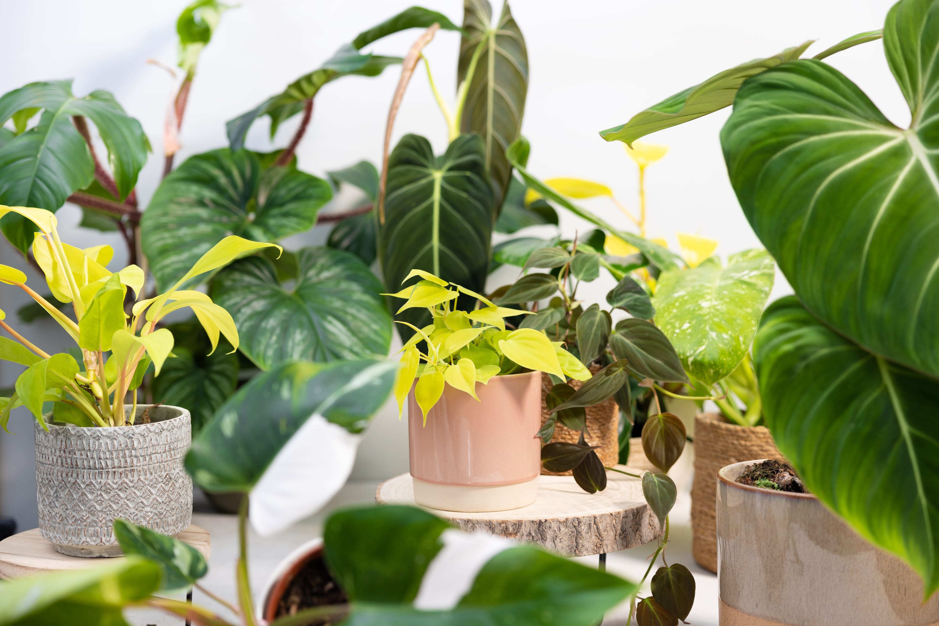 Rempoter Une Plante Domestique Philodendron Dans Un Nouveau Pot à