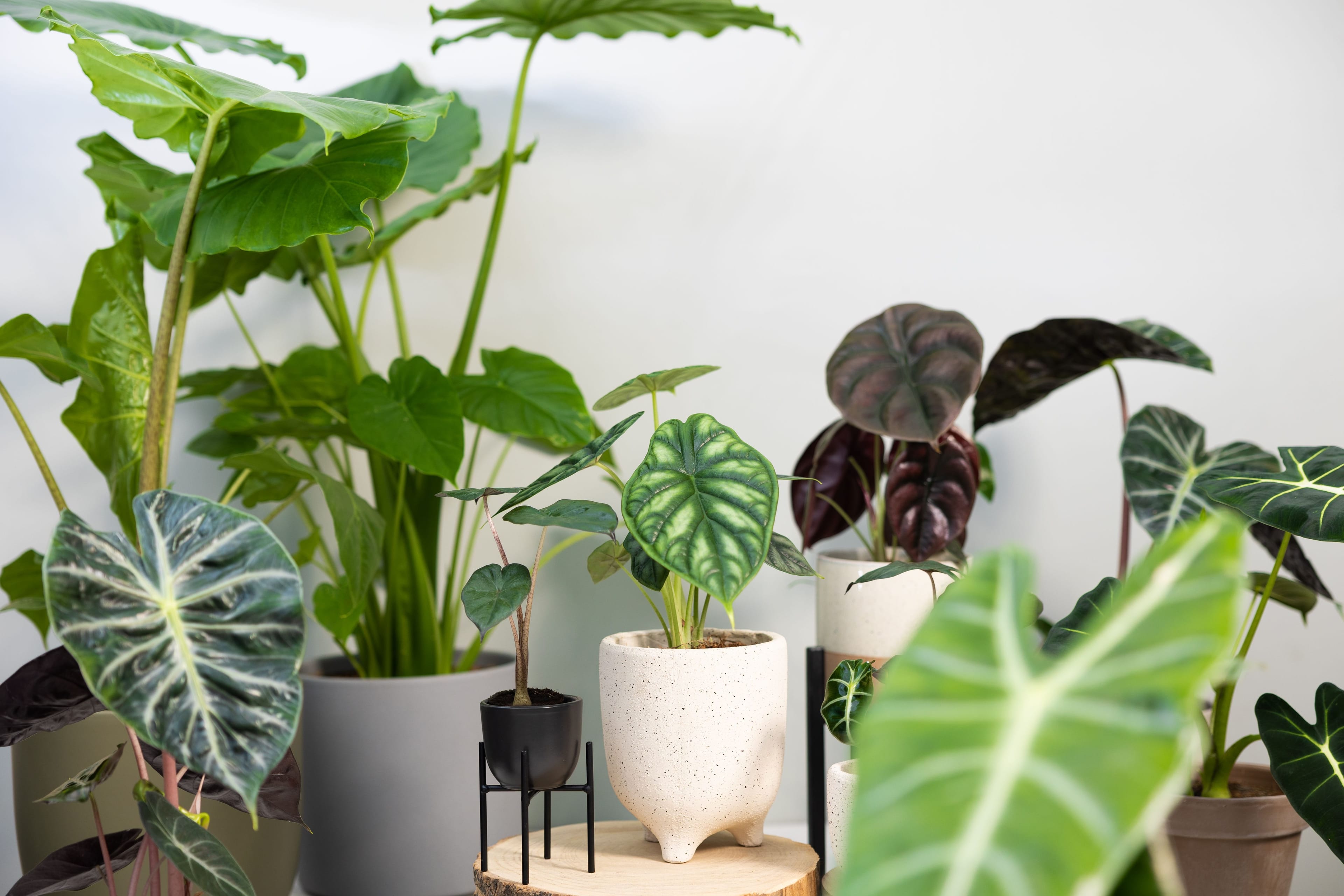 Alocasia Frydek - Forest Green