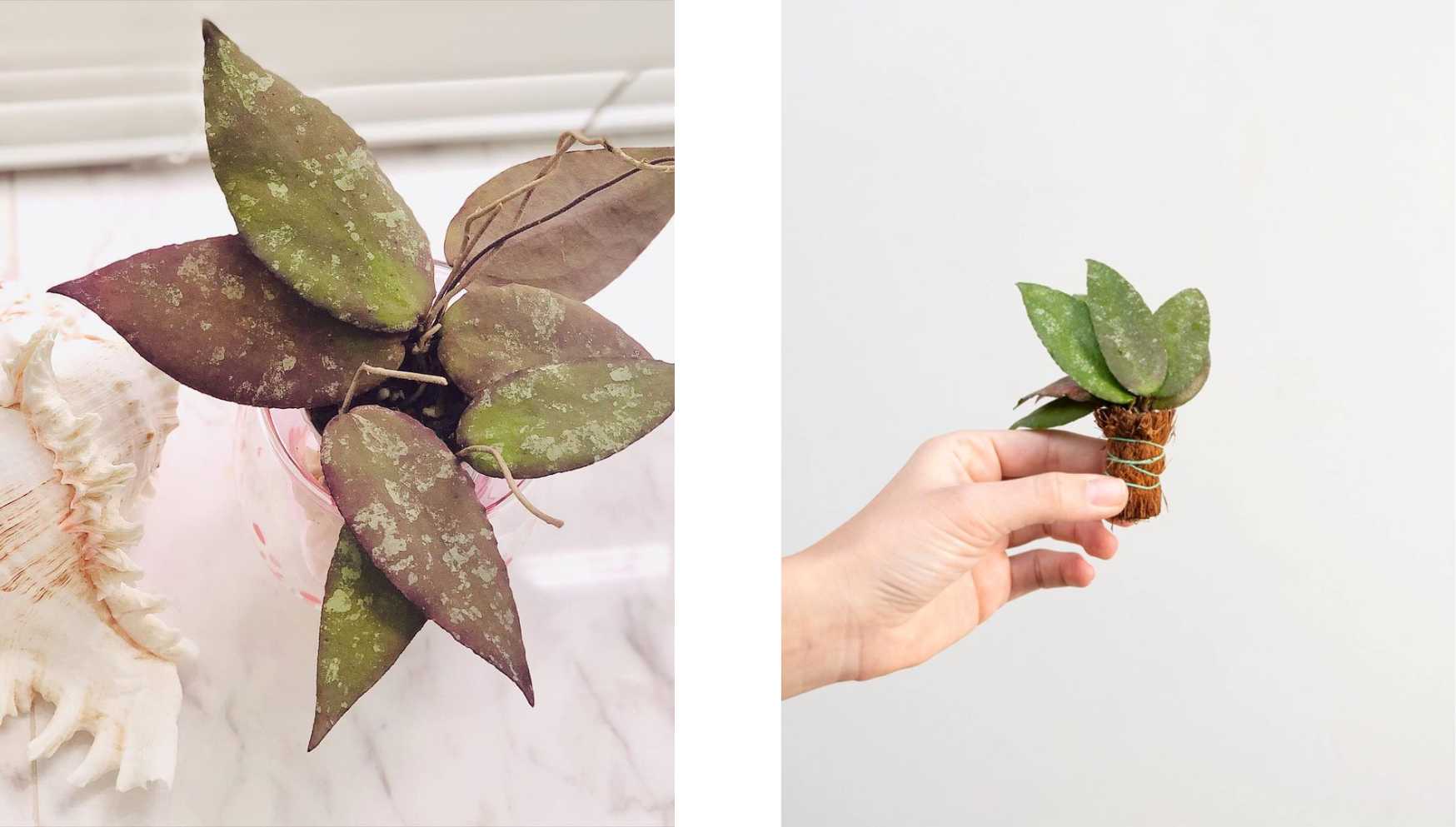 @ilovebeautifulplants88