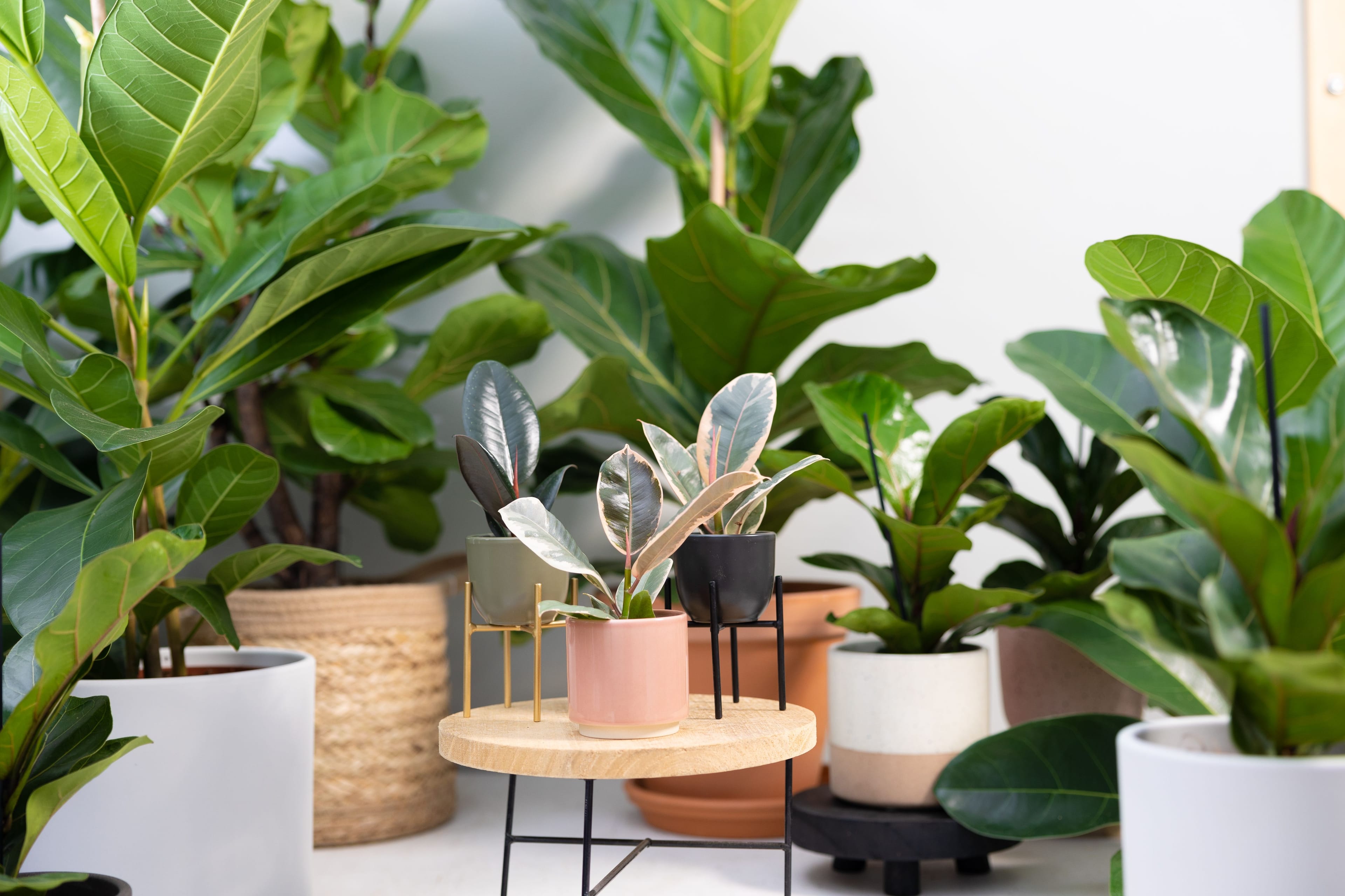 Rubber Tree in Grow Pot – Foli