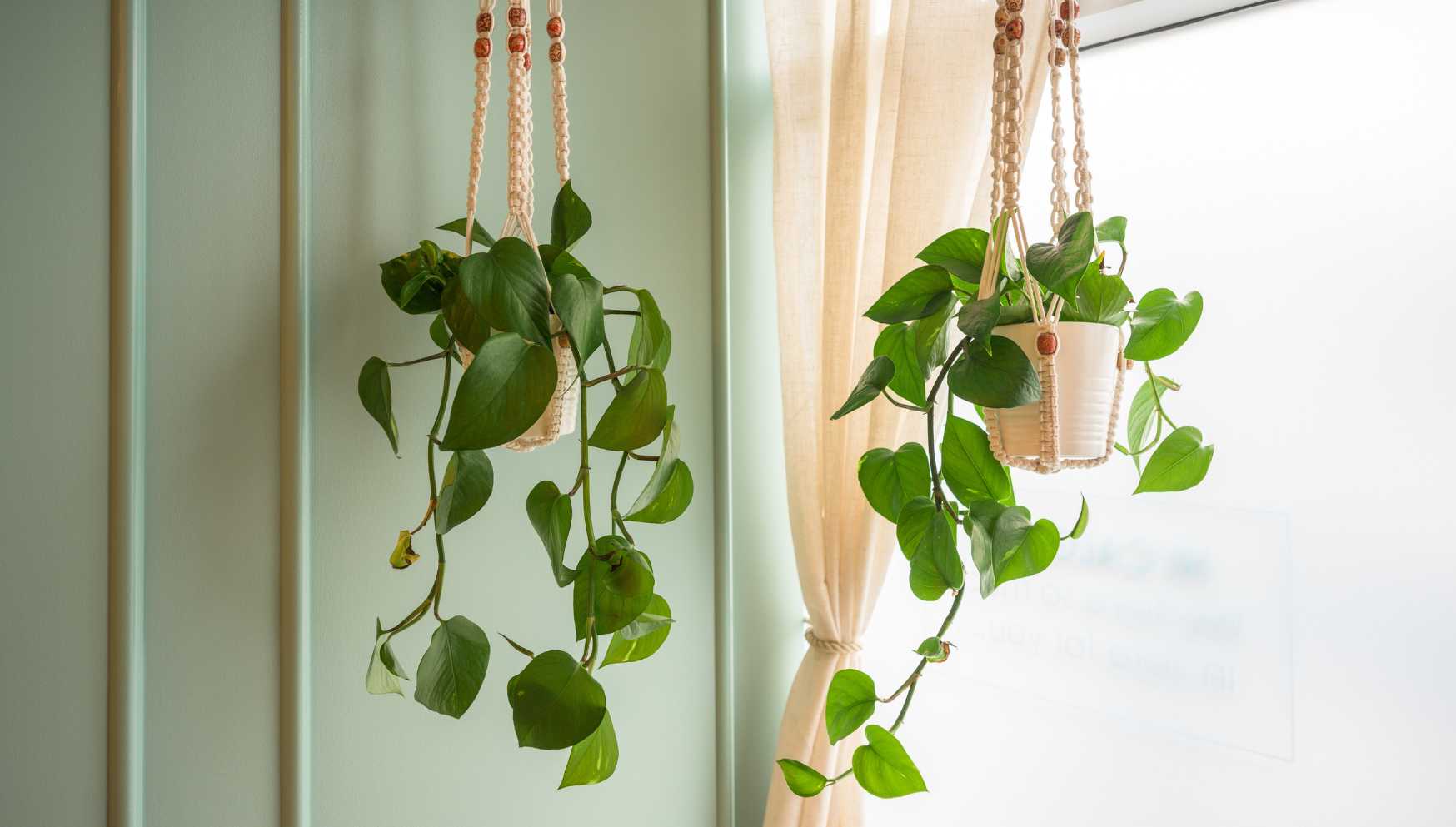 Banner hanging plants