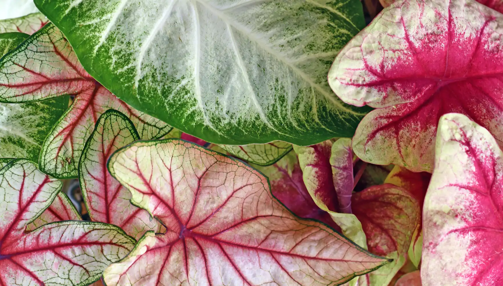 Caladium Varieties