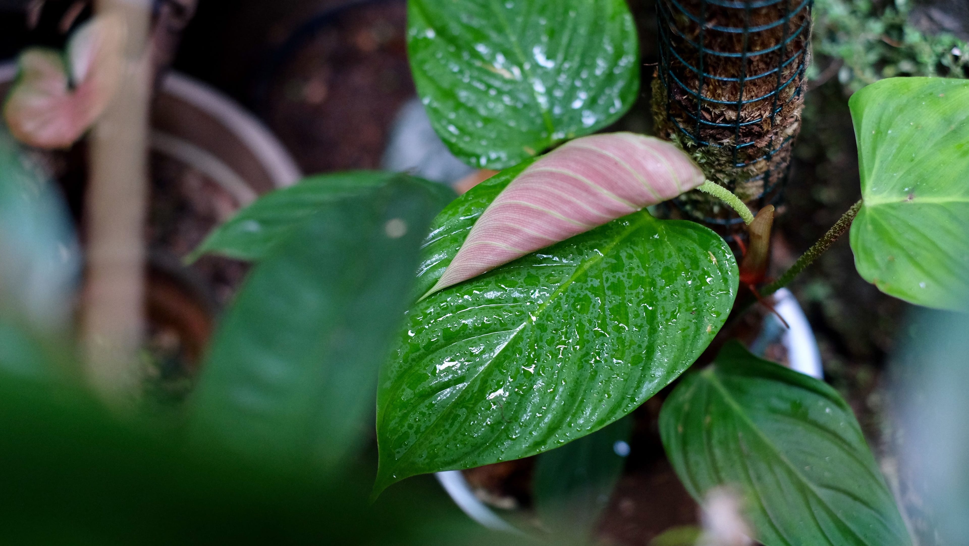 Plantes en Fiole: LA tendance en 2024 !