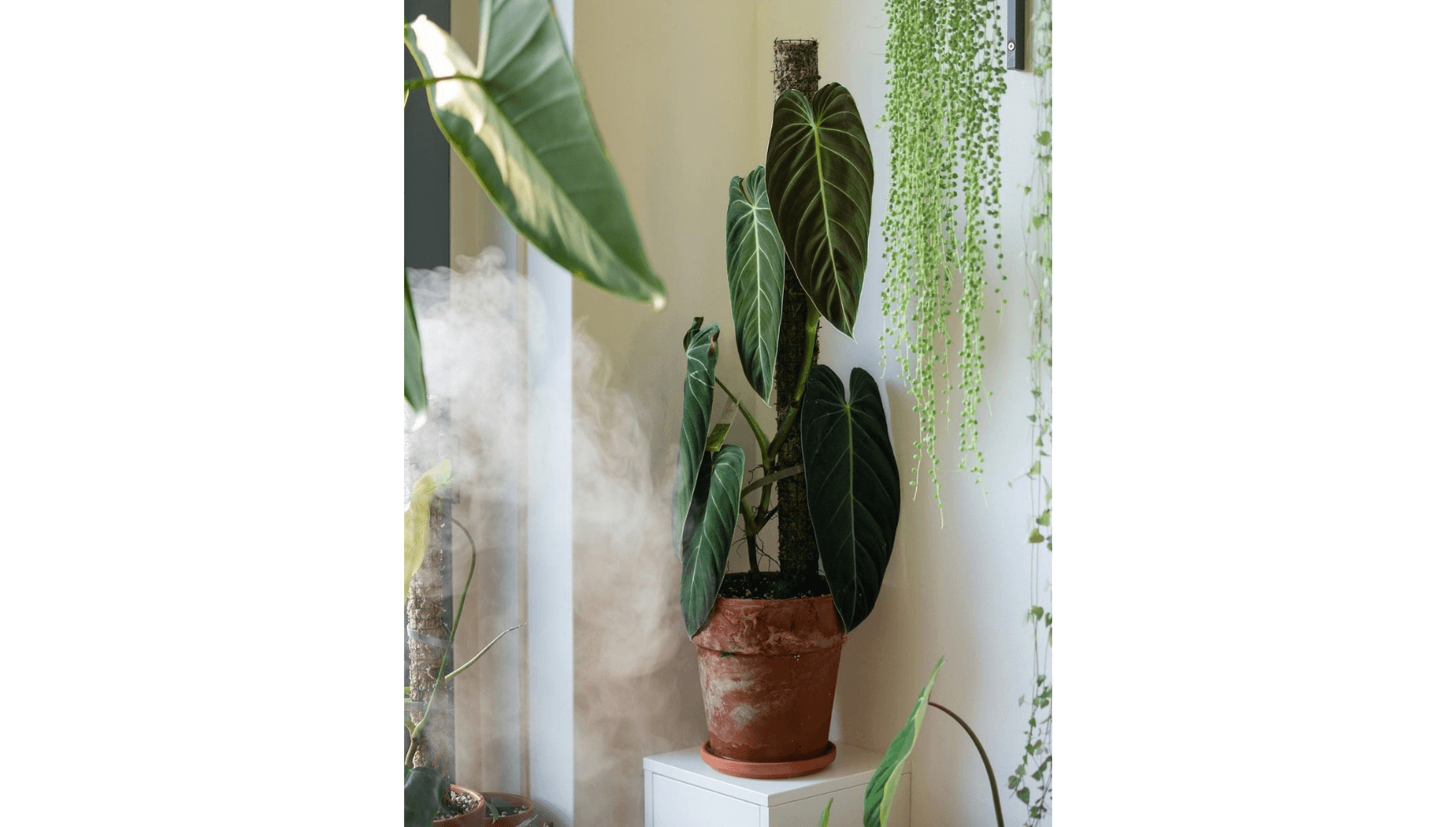 albus.herbology.jpg