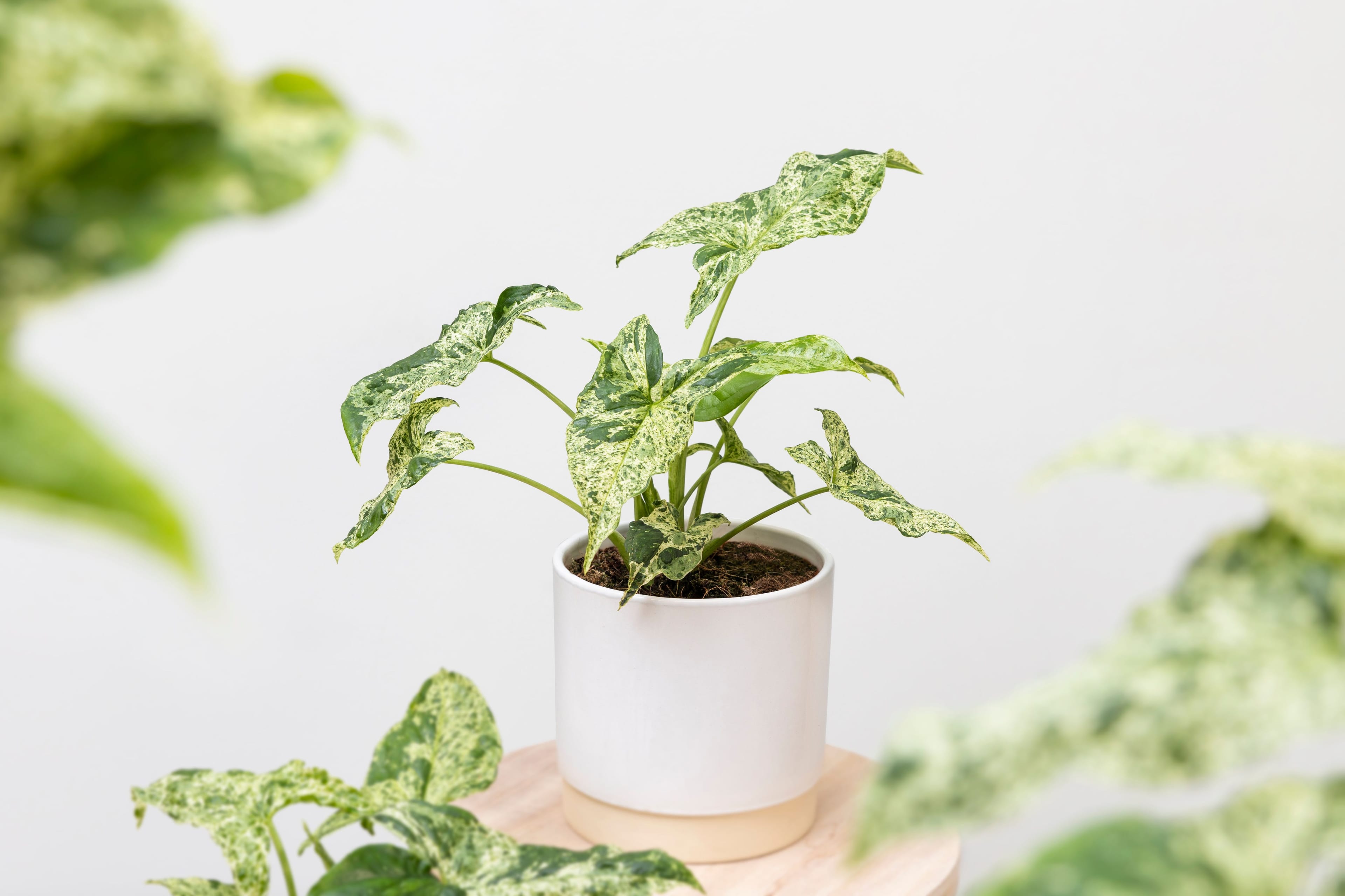 Syngonium Motted 2 (2)