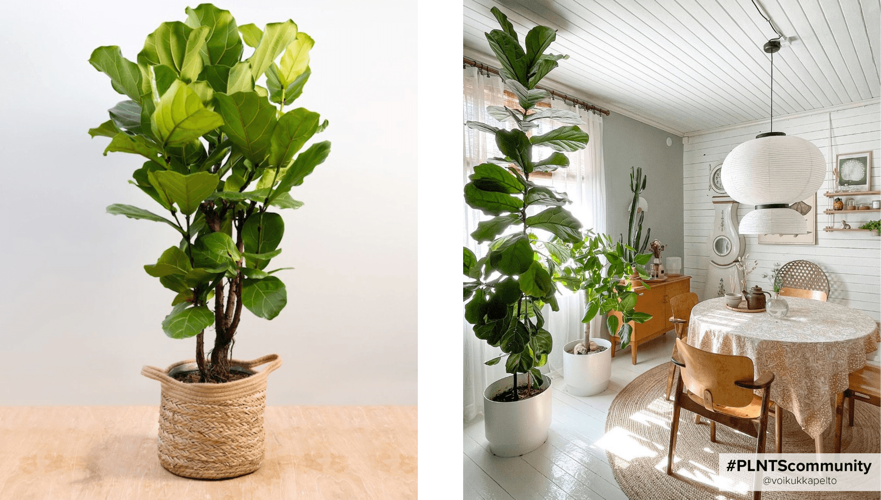 Ficus Lyrata (Vioolbladplant)