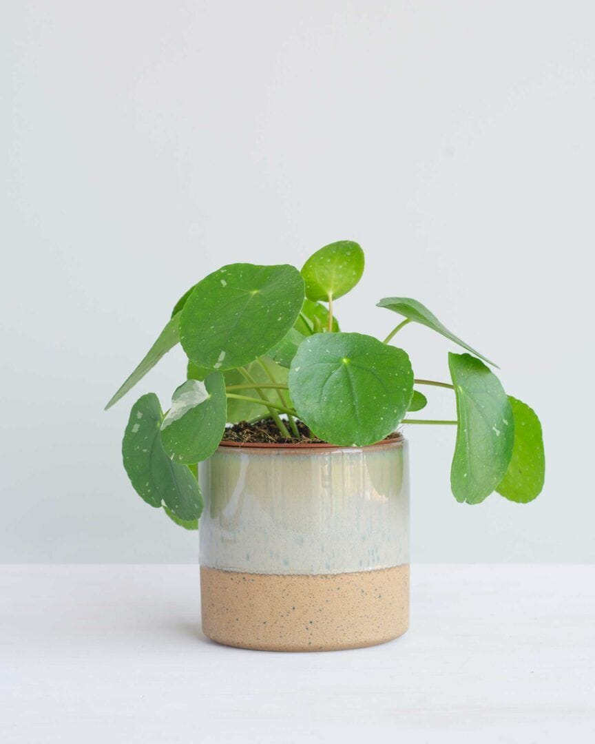 PL_M_033_Pilea-Splash_potCR_M_1027719-864x1080.jpeg