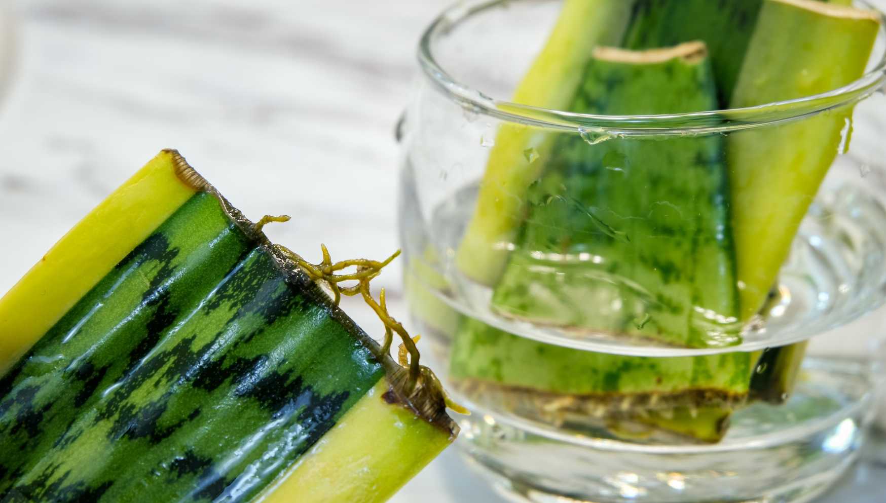 Propagating leaf cuttings