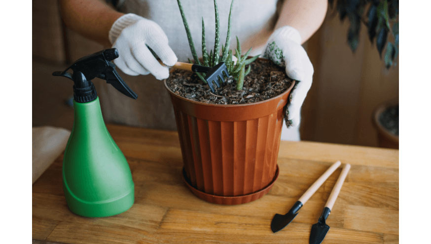 repotting aloe vera.png