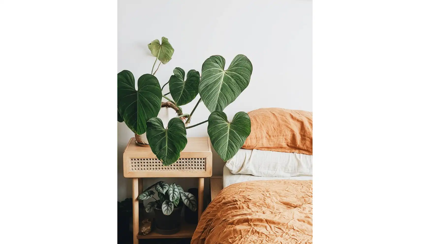 Instagram @plantsbybenny