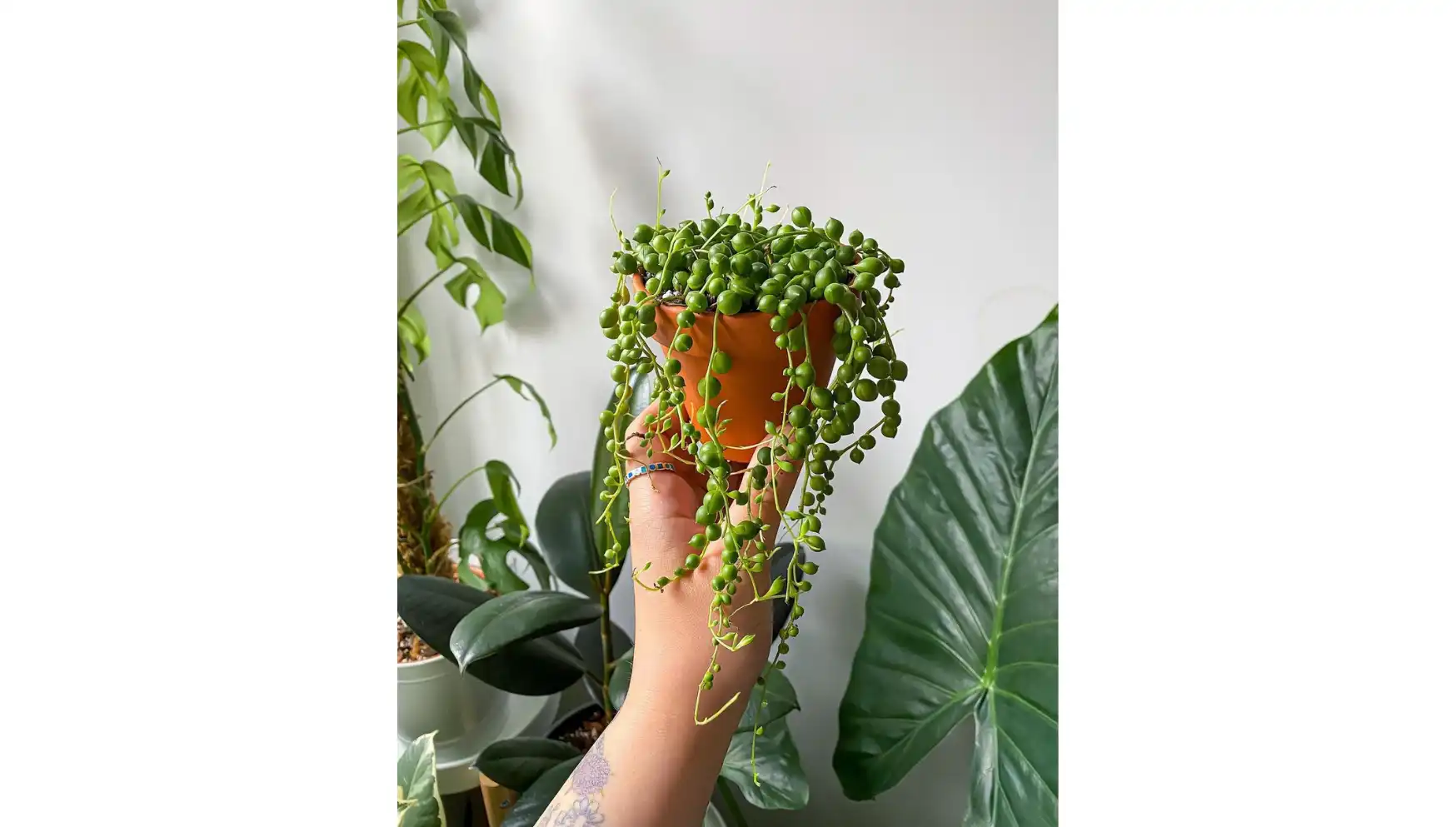 Instagram @bryony_in_plantland
