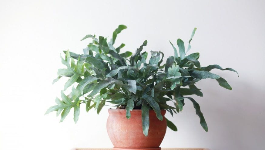 Phlebodium 1.jpg