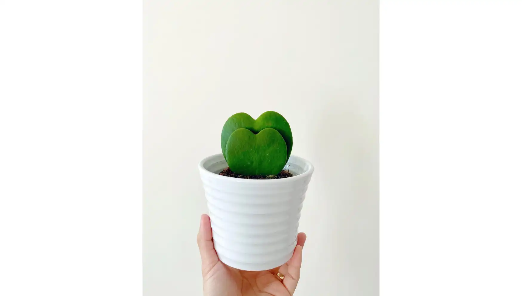 Instagram @mygrowingfoliage